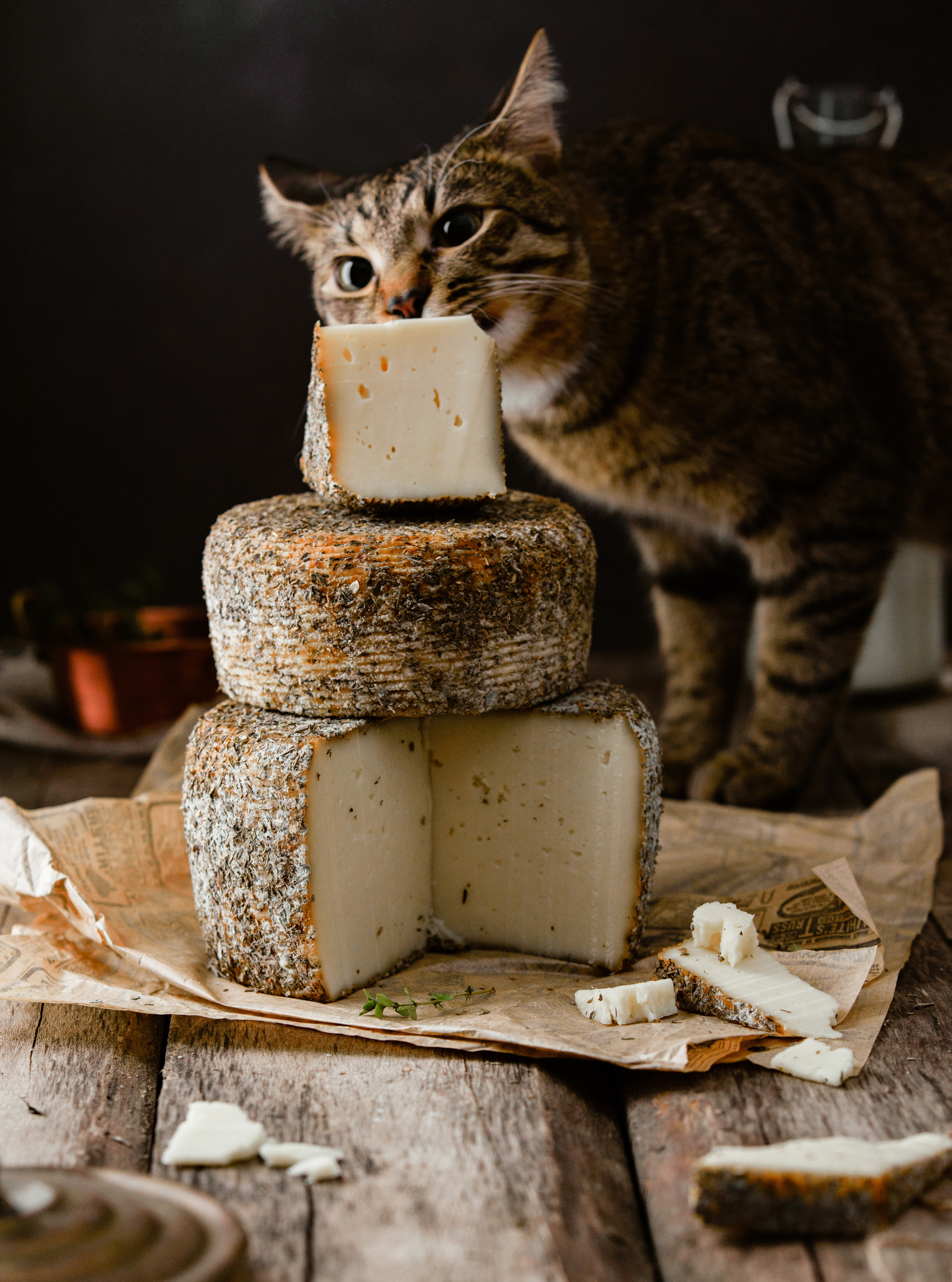 Съемка фермерских сыров. Предметная съемка и фудфото Екатеринбург фотограф Оксана Гимранова