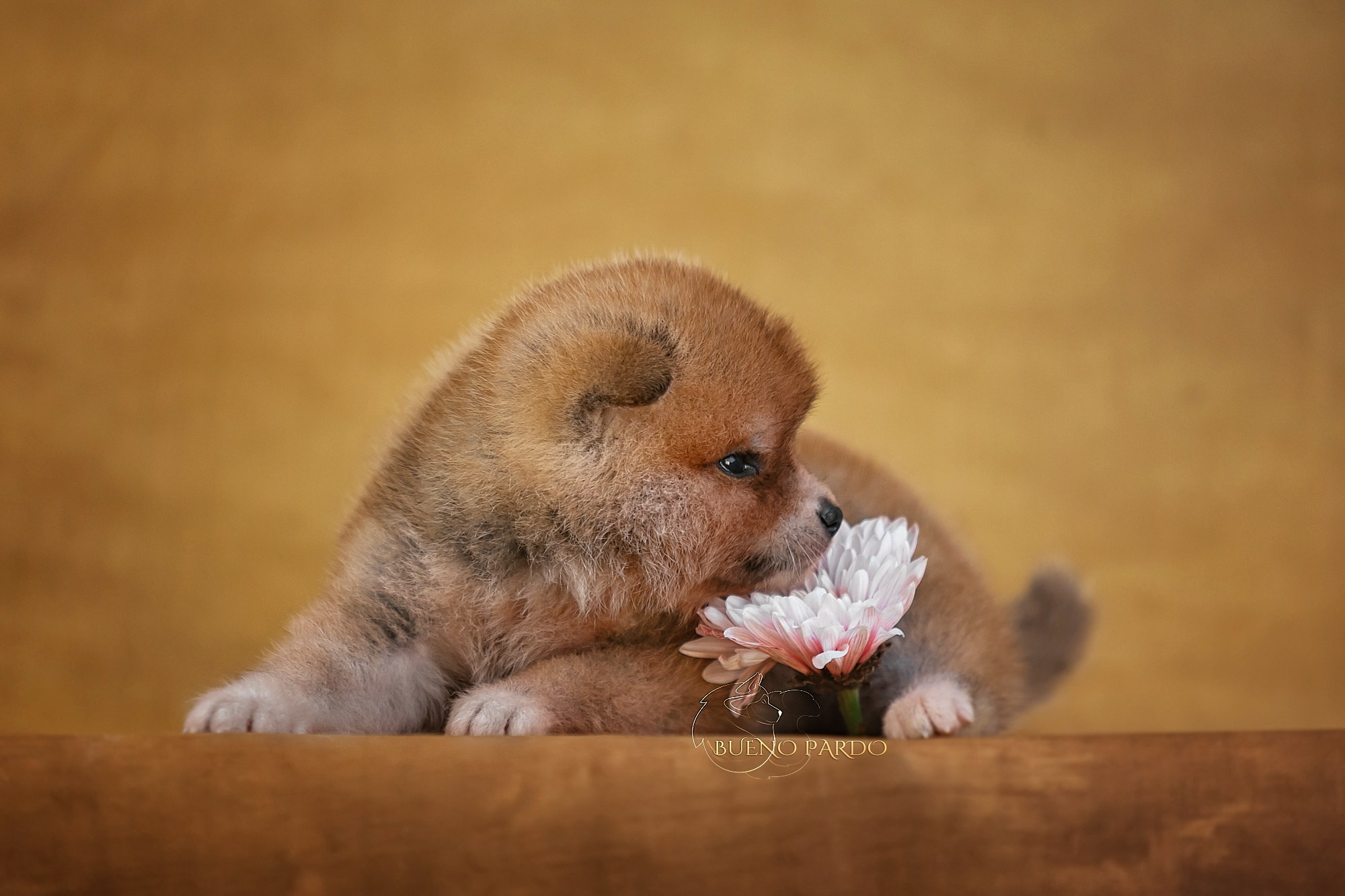Щенки японской акита ину из питомника. Питомник собак Акита, Хаски, Корги