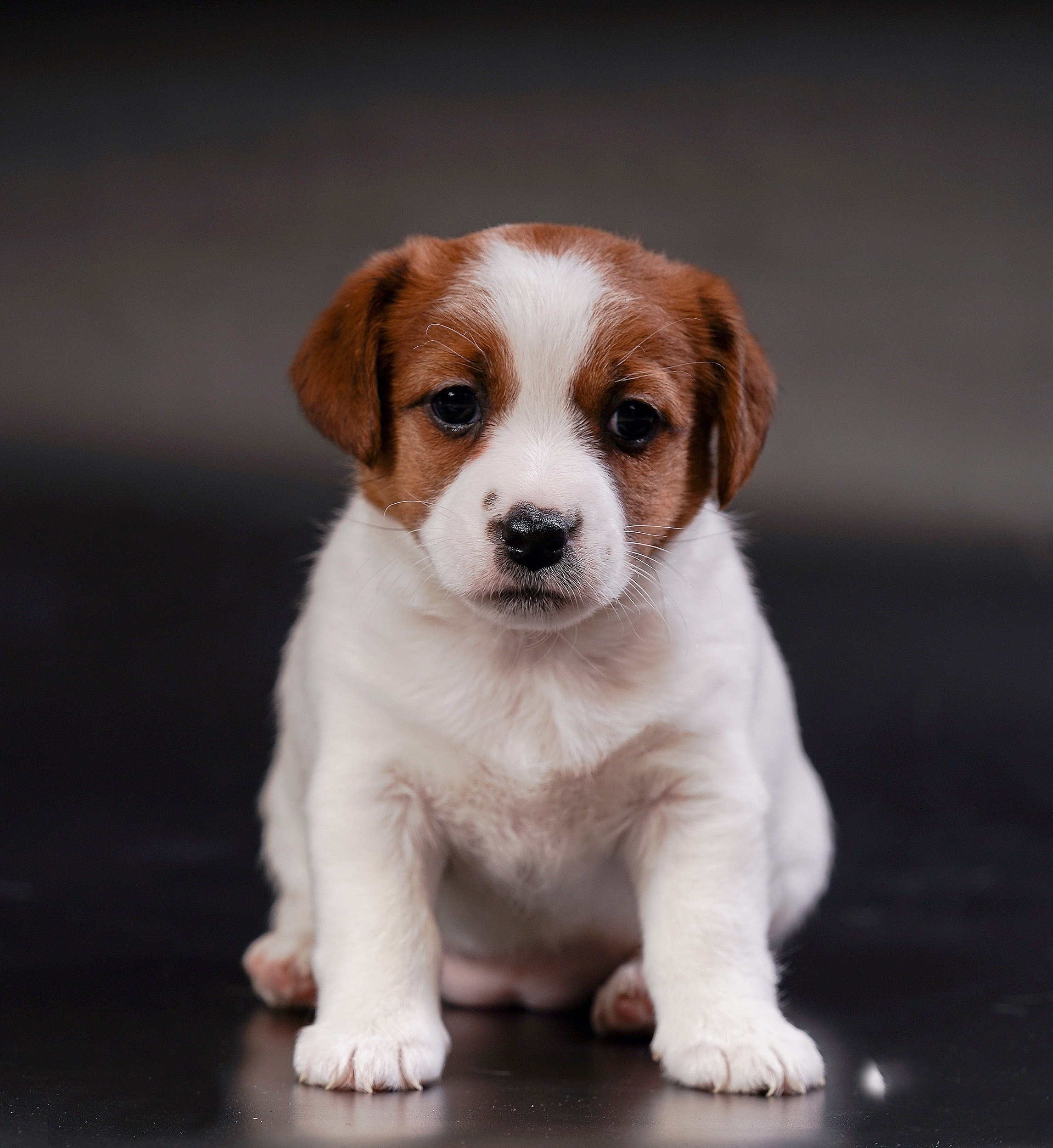 СЪЕМКА СОБАК. Спортивный фотограф Нижний Новгород