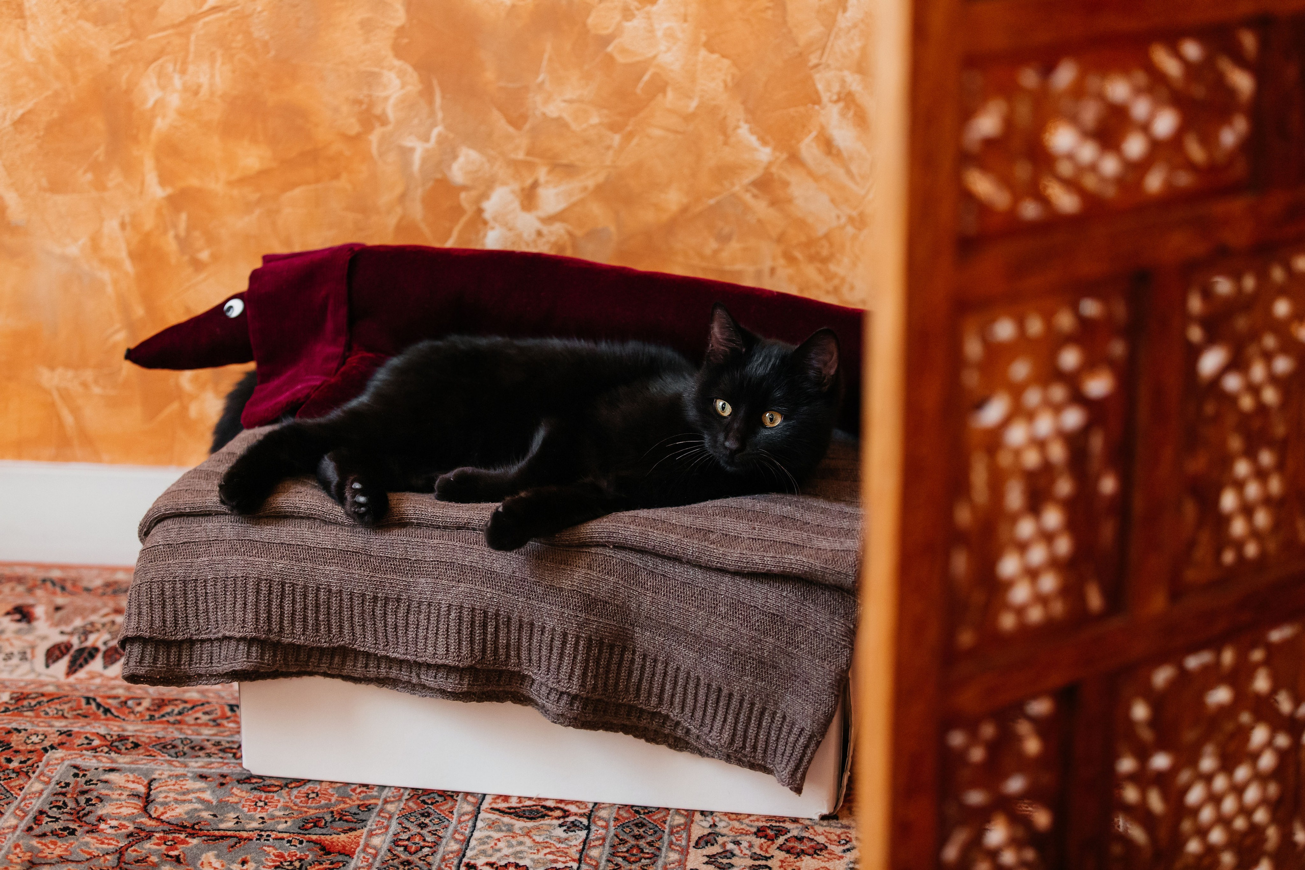 Фотосессия дома с Сиба-ину. Фотограф-анималист в Краснодаре Маша Мельникова