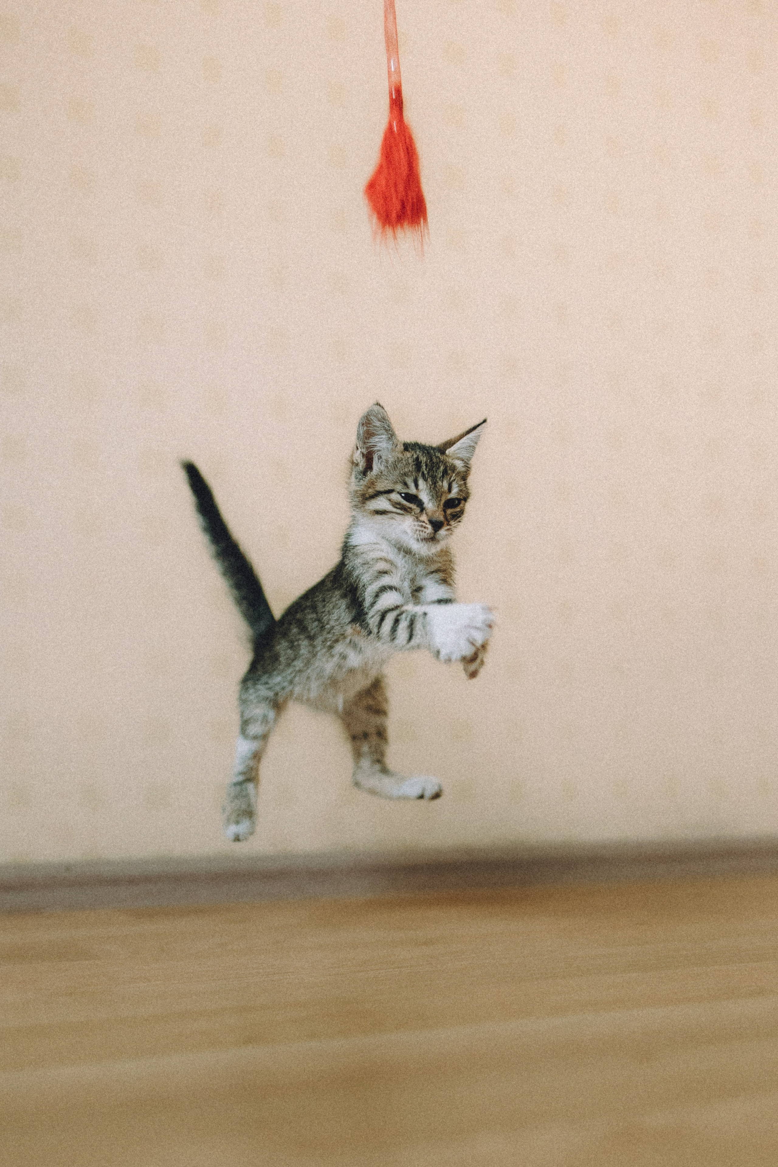 Более 30 идей для фотосессии с котенком