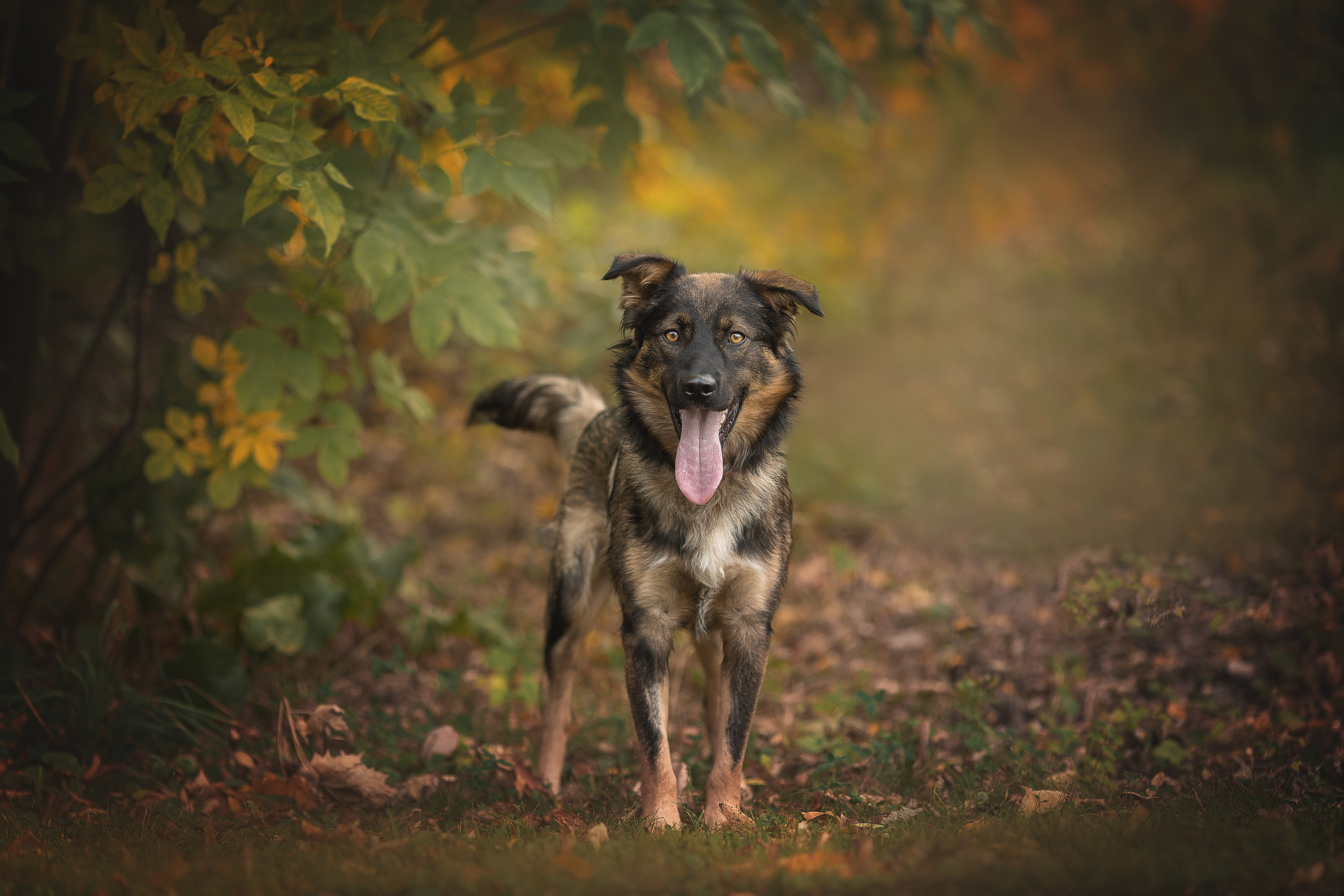 Обо мне. Фотограф-анималист в Москве и Подмосковье
