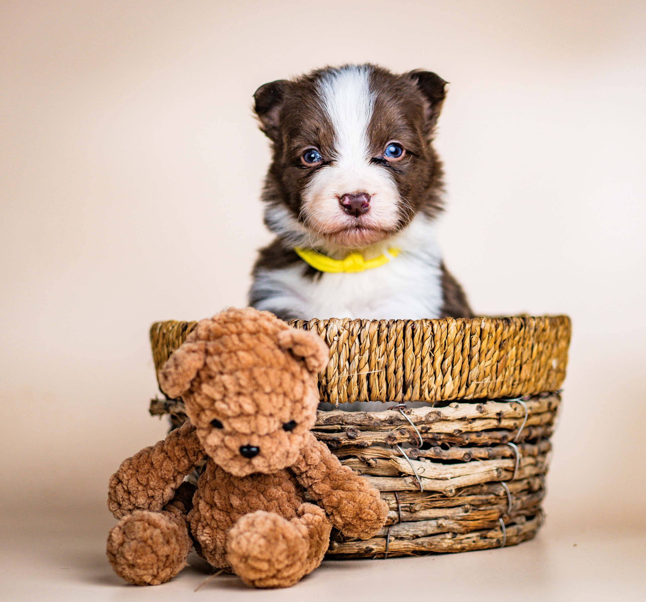 Фритсвит. Семейный фотограф Ефремова Виктория