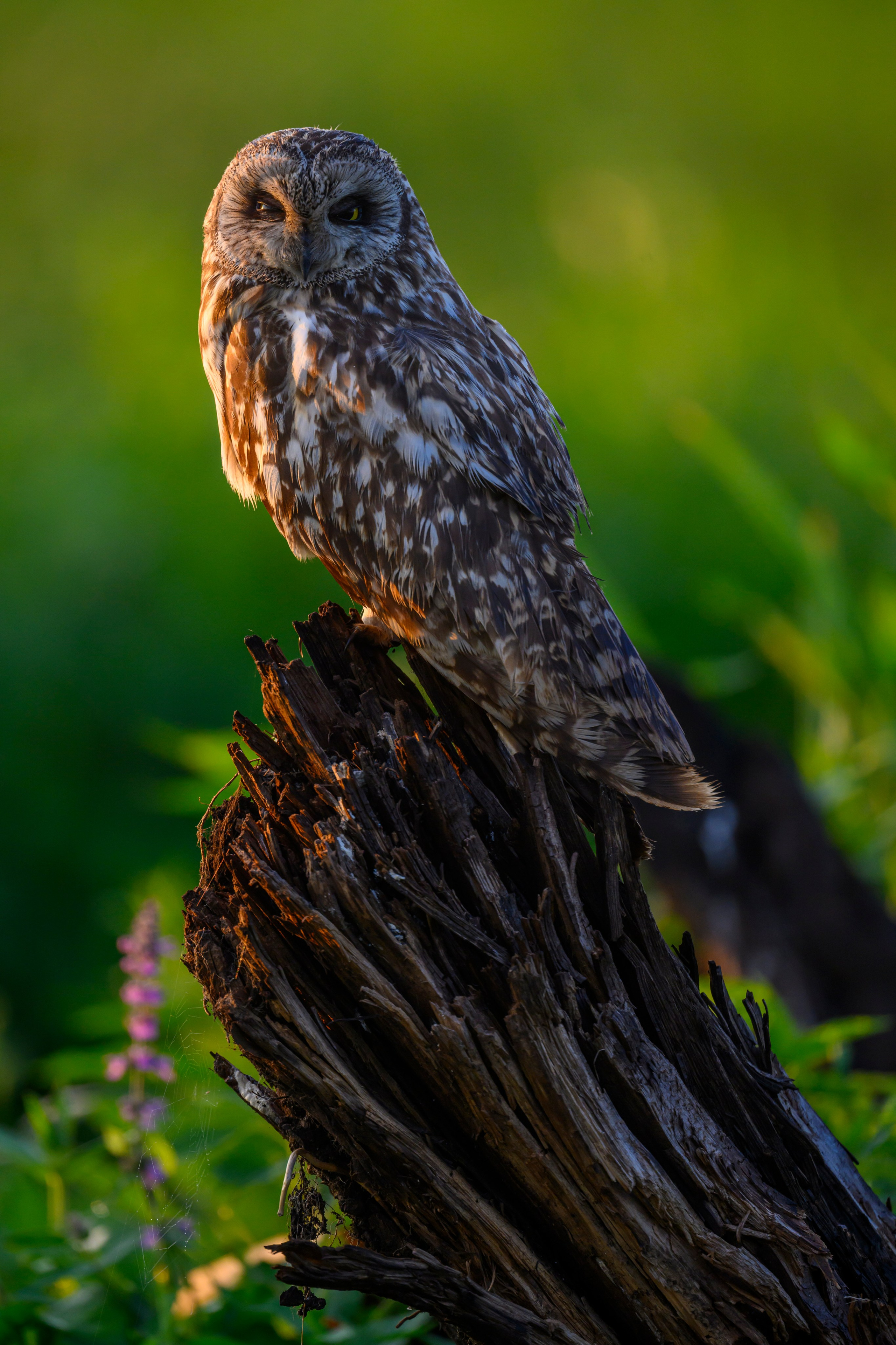 Сова на рассвете. Owl at dawn. Wildlife photography by Sergey Puponin