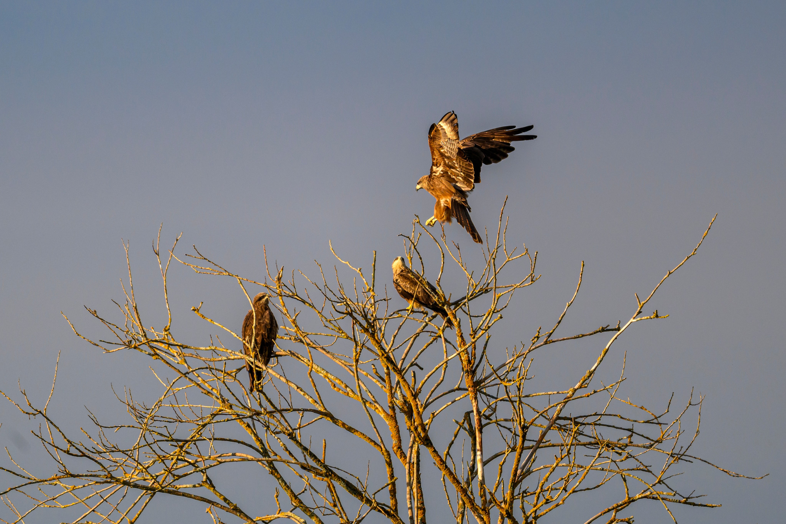 Лунь и коршуны. Harrier and Kites. Wildlife photography by Sergey Puponin