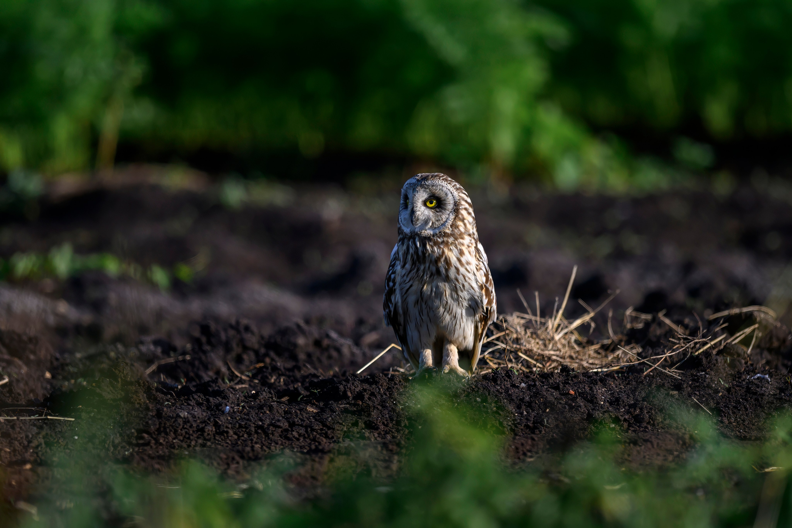 Сова и совята. Owl and owlets. Фотограф Сергей Пупонин