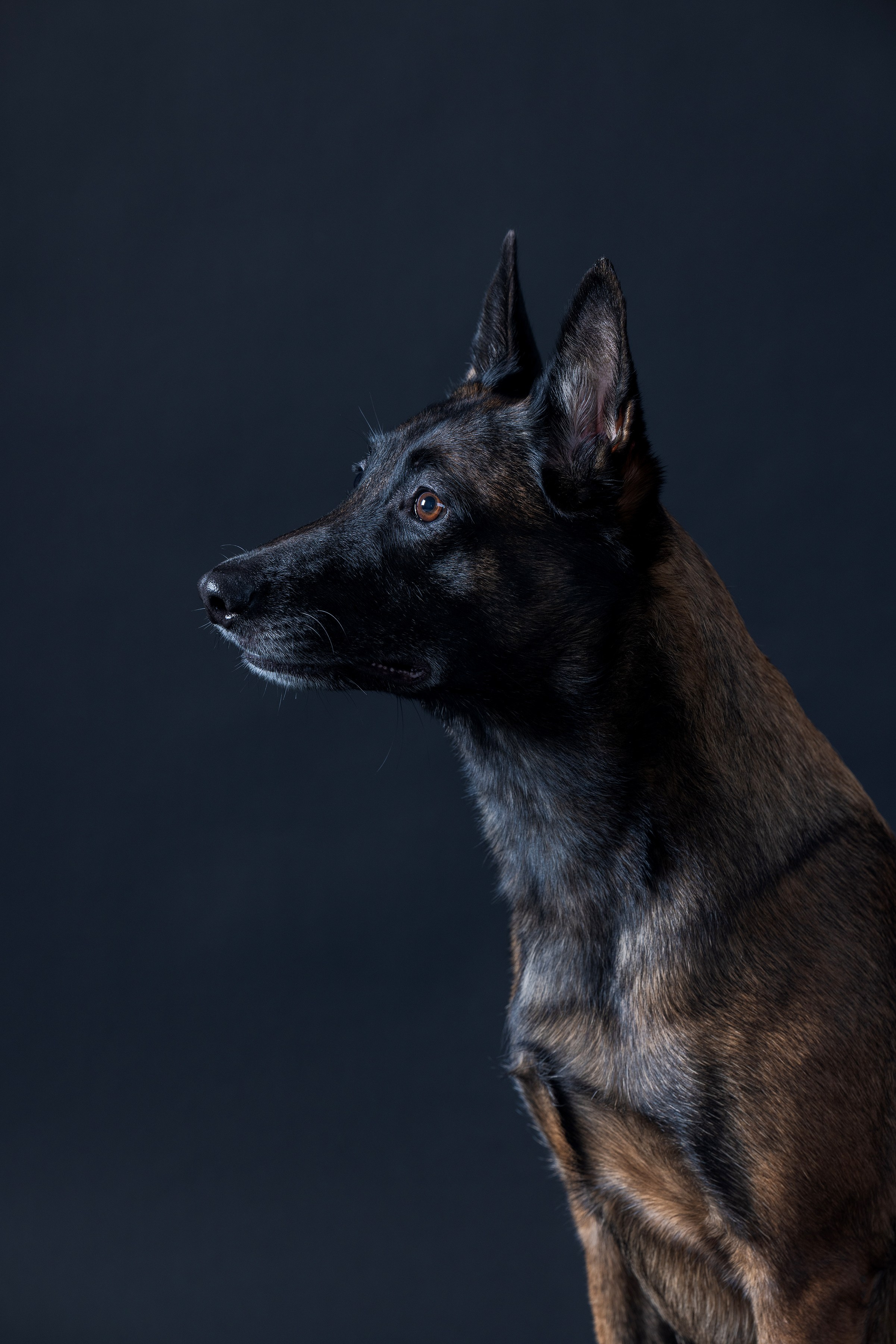 Фотограф Алена Звездина