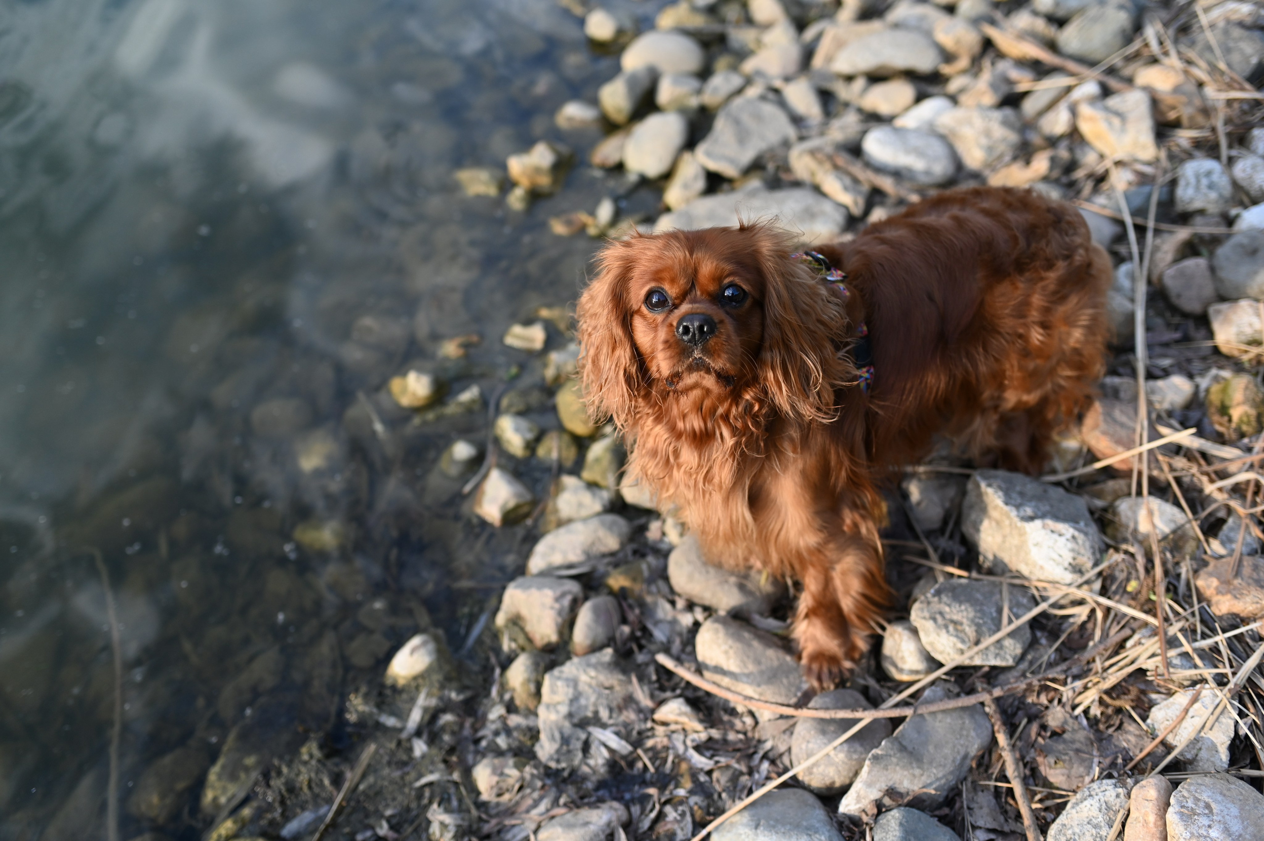 Обо мне. Фотограф анималист в Москве Ольга Агушева