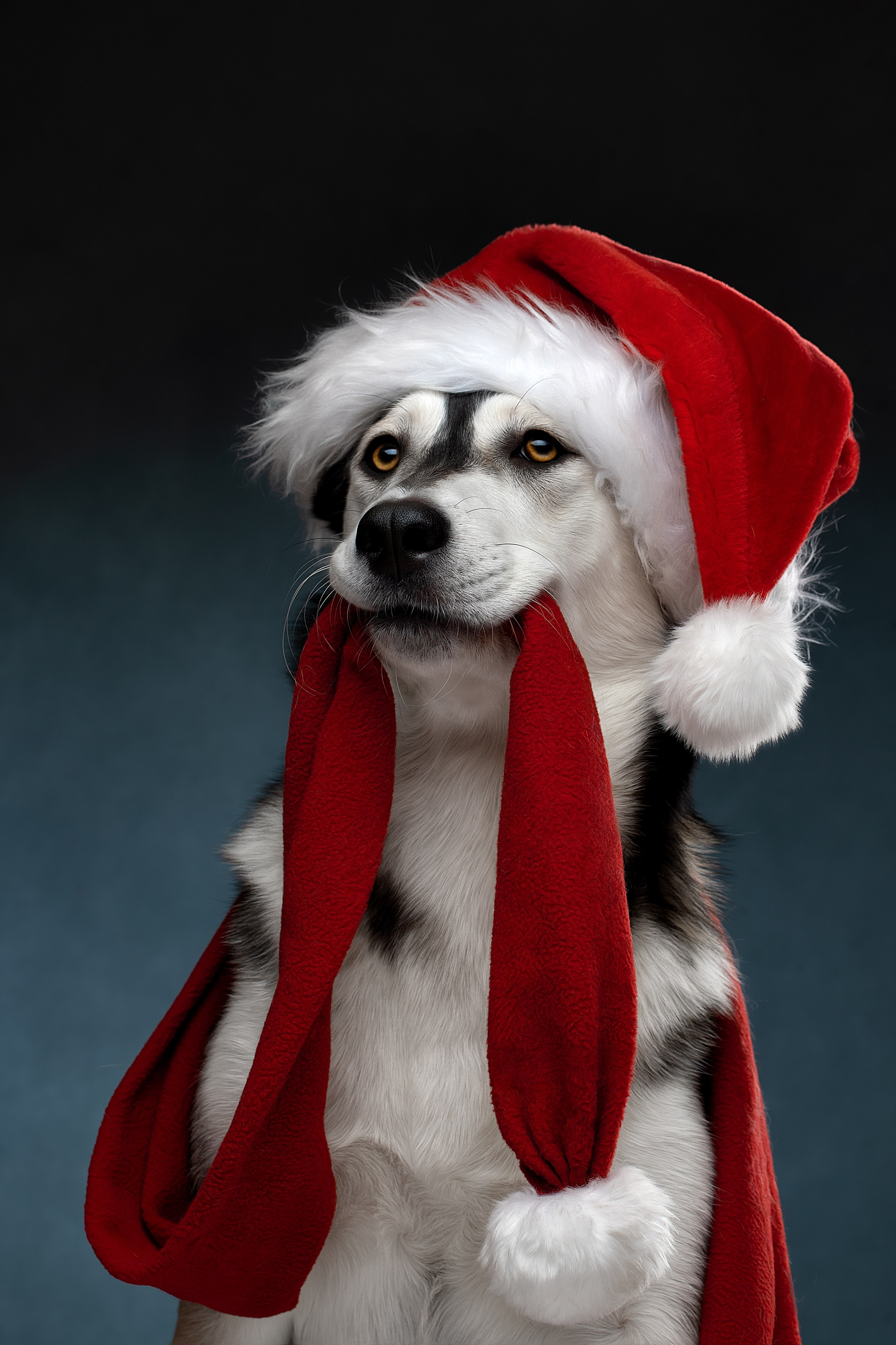 Фотограф анималист в Санкт-Петербурге Светлана Писарева