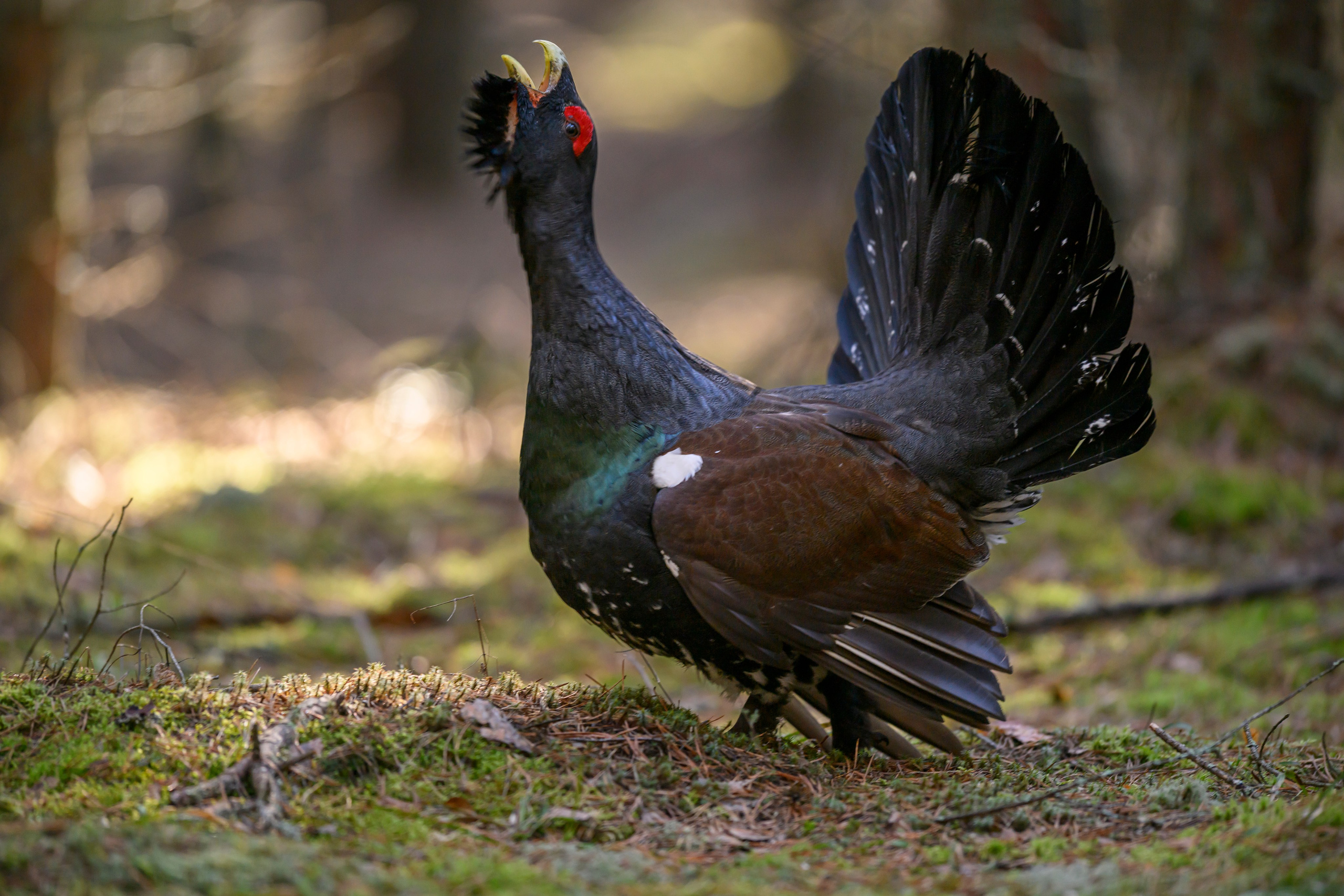 Глухарь / Wood grouse. Фотограф Сергей Пупонин