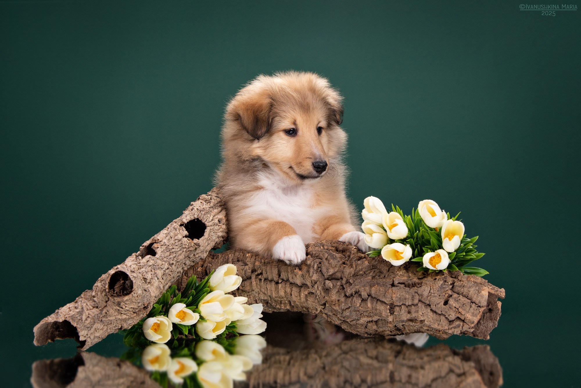 Фотосессия щенков на фонах. Фотограф собак в Москве и Московской области Иванушкина Мария