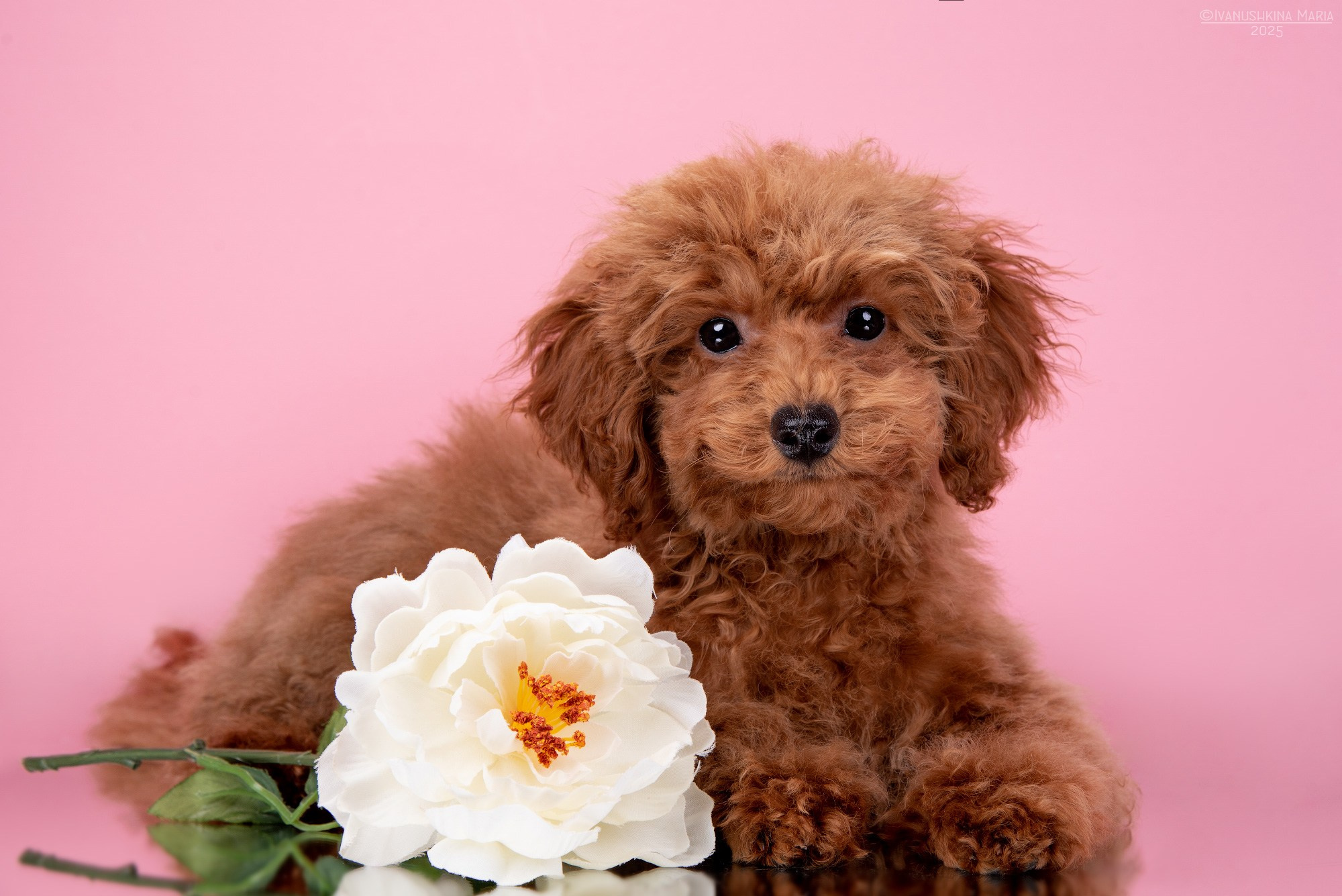 Фотосессия щенков на фонах. Фотограф собак в Москве и Московской области Иванушкина Мария