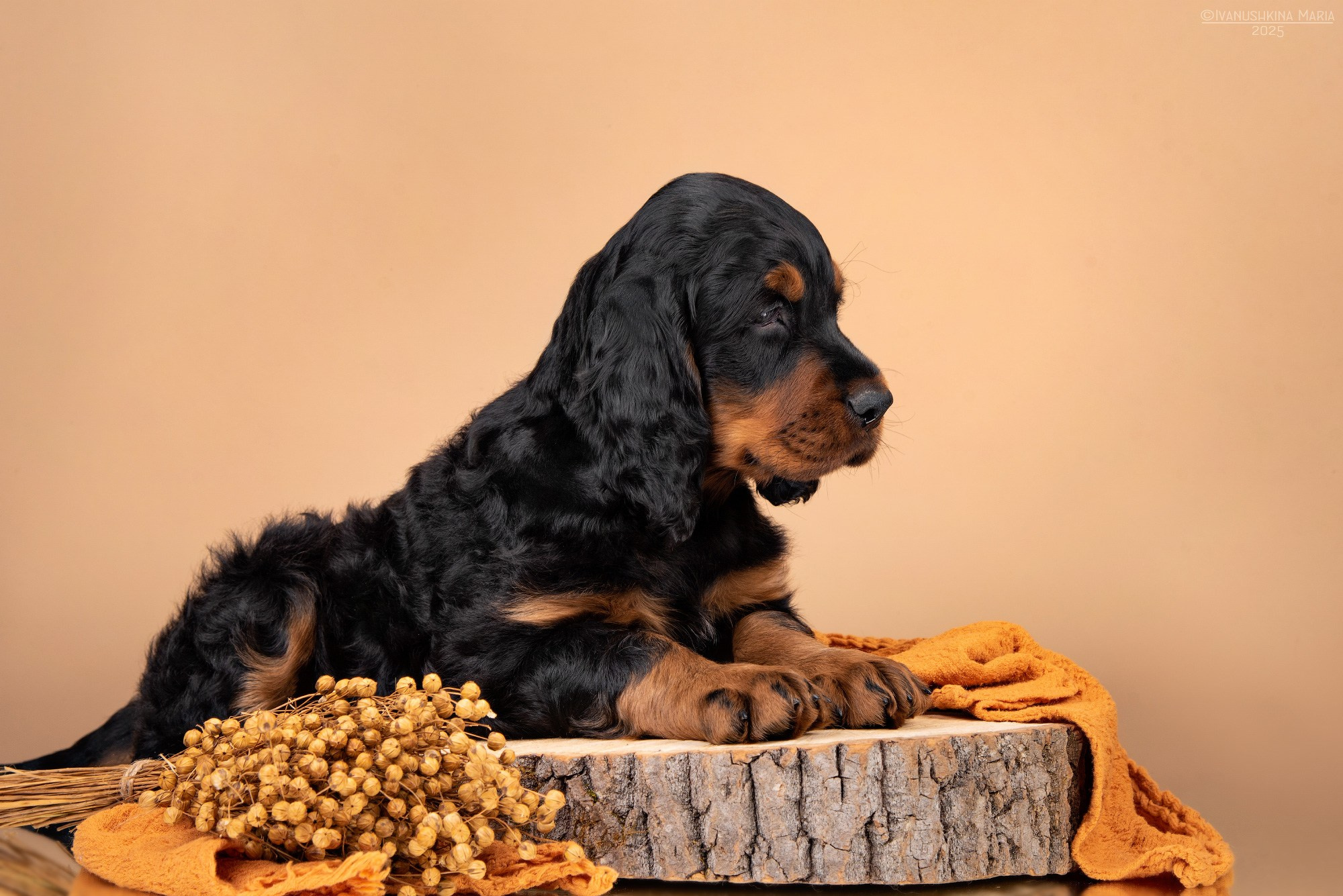 щенок гордон сеттера