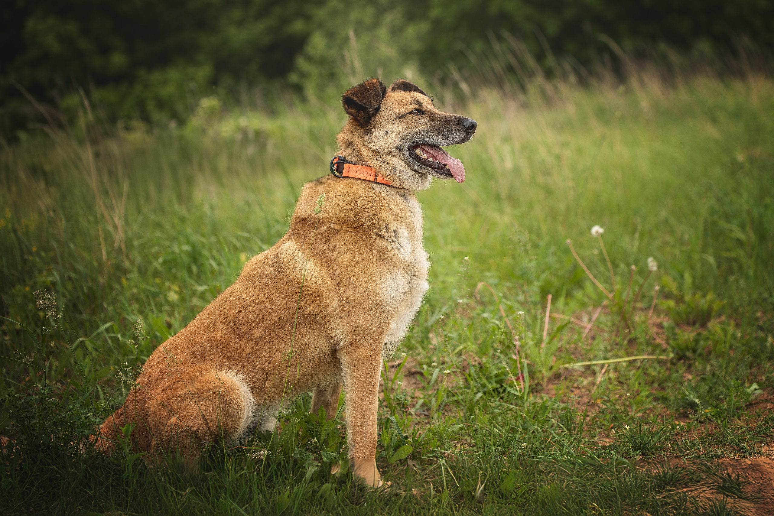 ИЩУТ ДОМ. Фотограф-анималист в Москве и Подмосковье