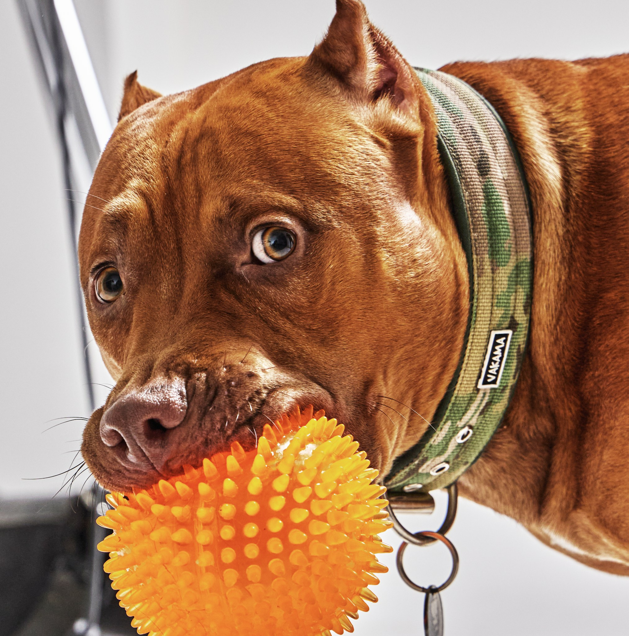 Московский фоткаръ