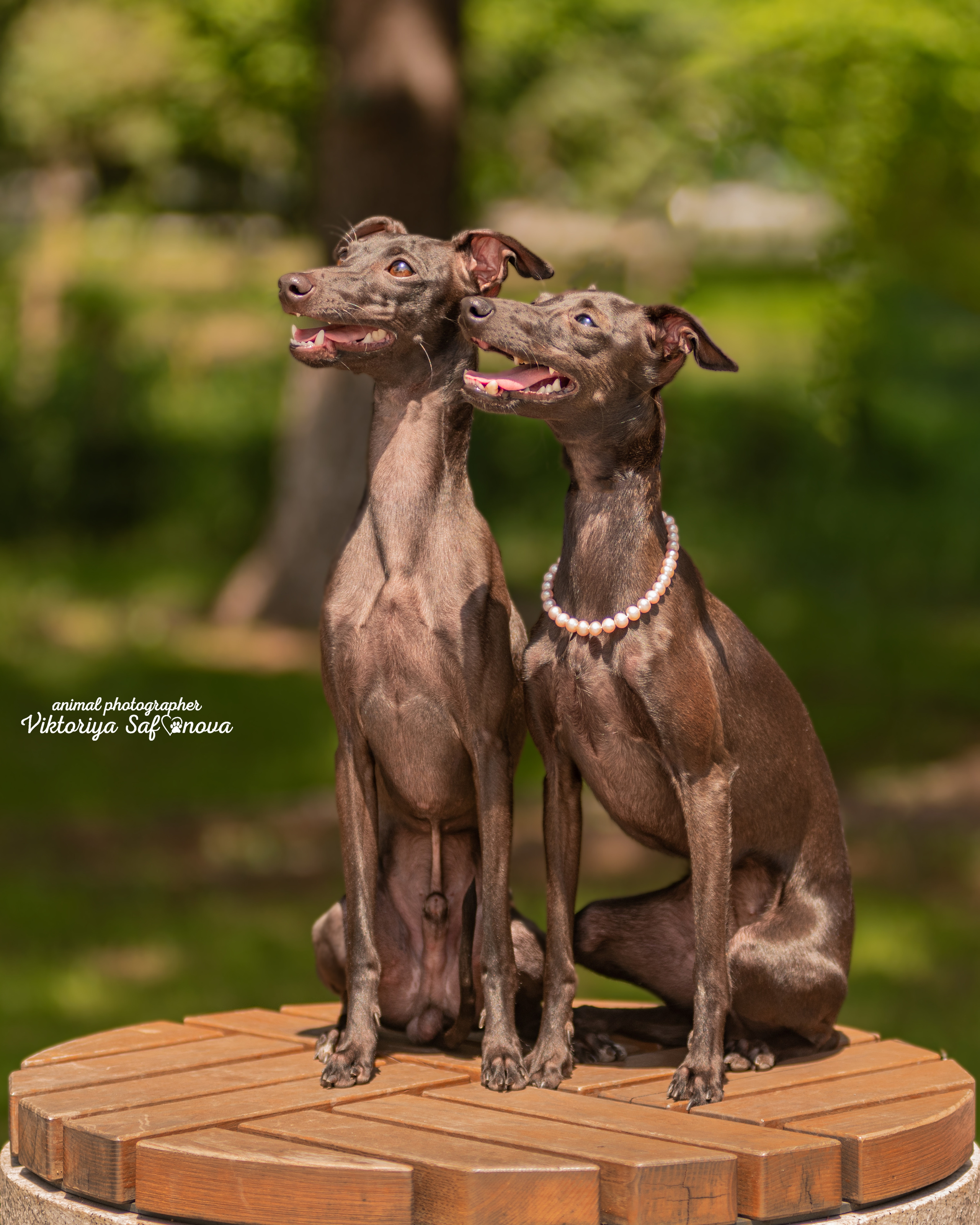 INFO. Фотограф анималист Благовещенск. Сафонова Виктория