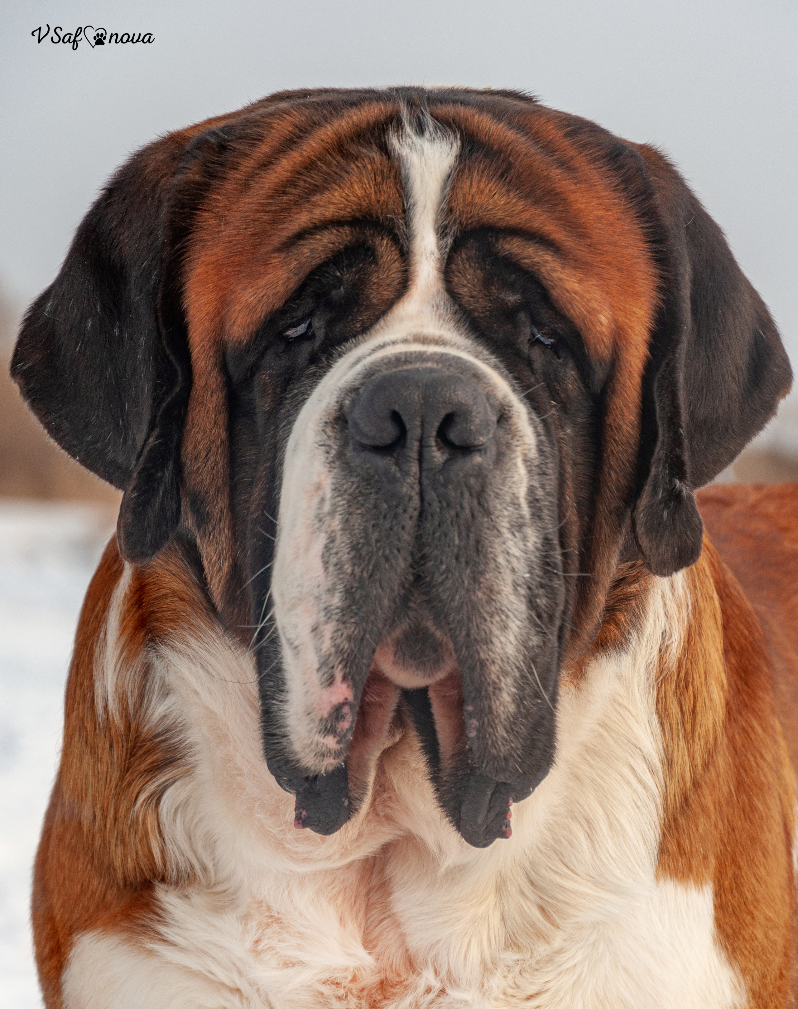 INFO. Фотограф анималист Благовещенск. Сафонова Виктория