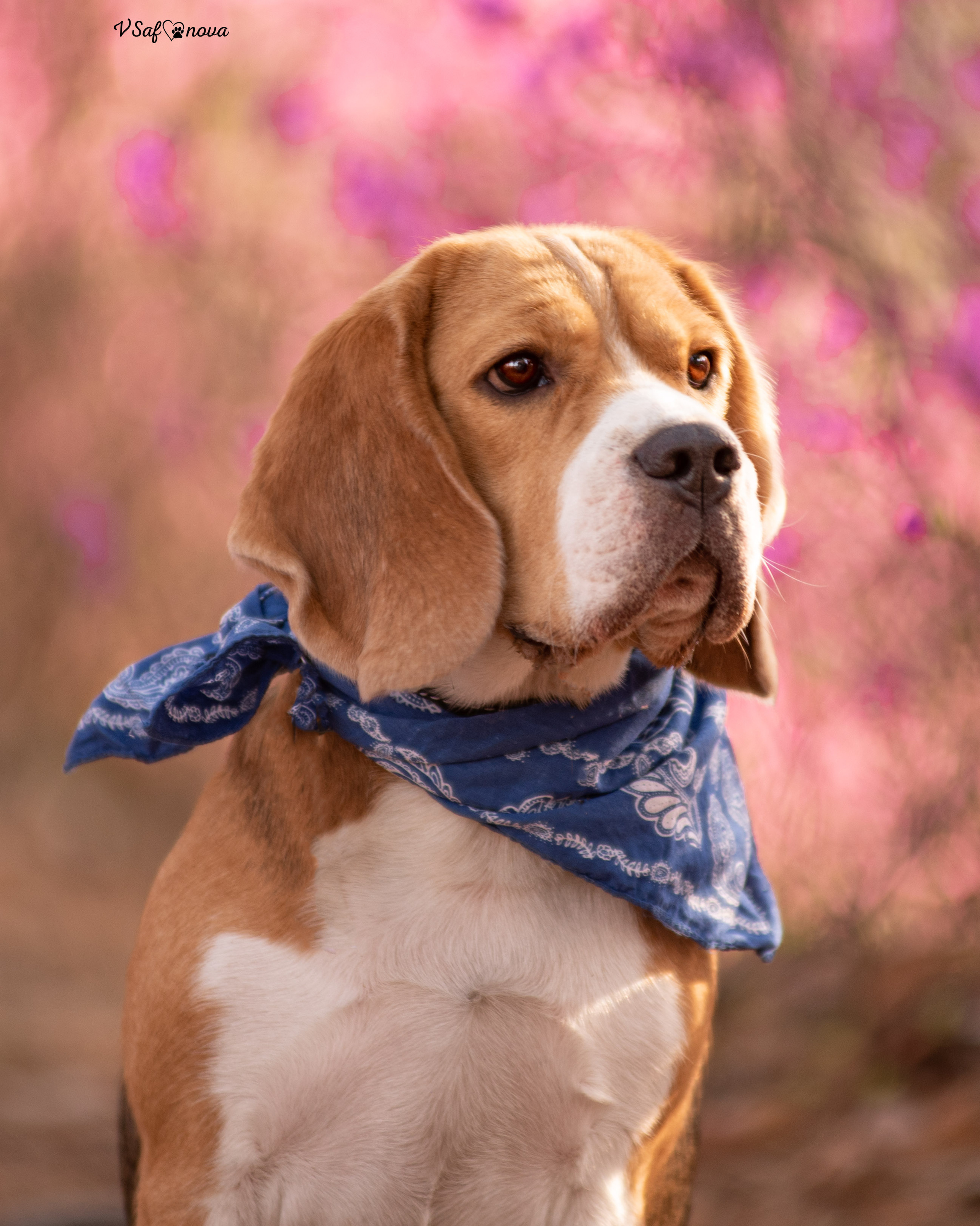 INFO. Фотограф анималист Благовещенск. Сафонова Виктория