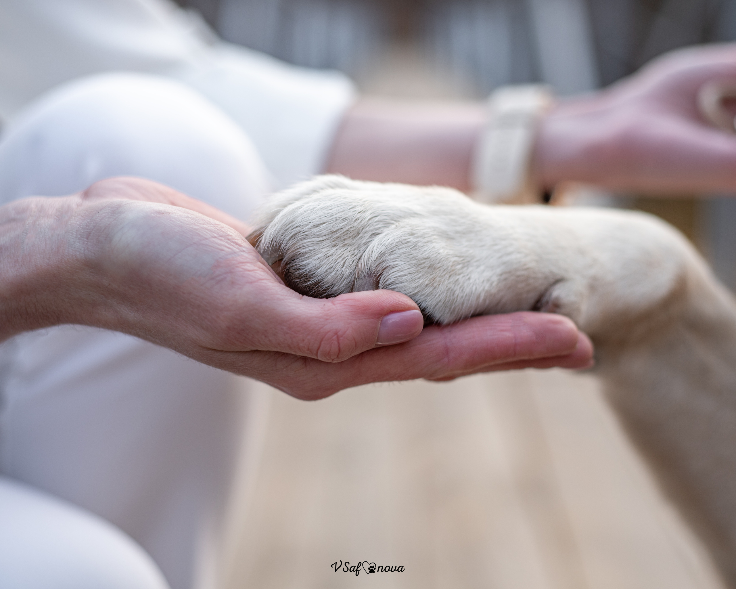 INFO. Фотограф анималист Благовещенск. Сафонова Виктория