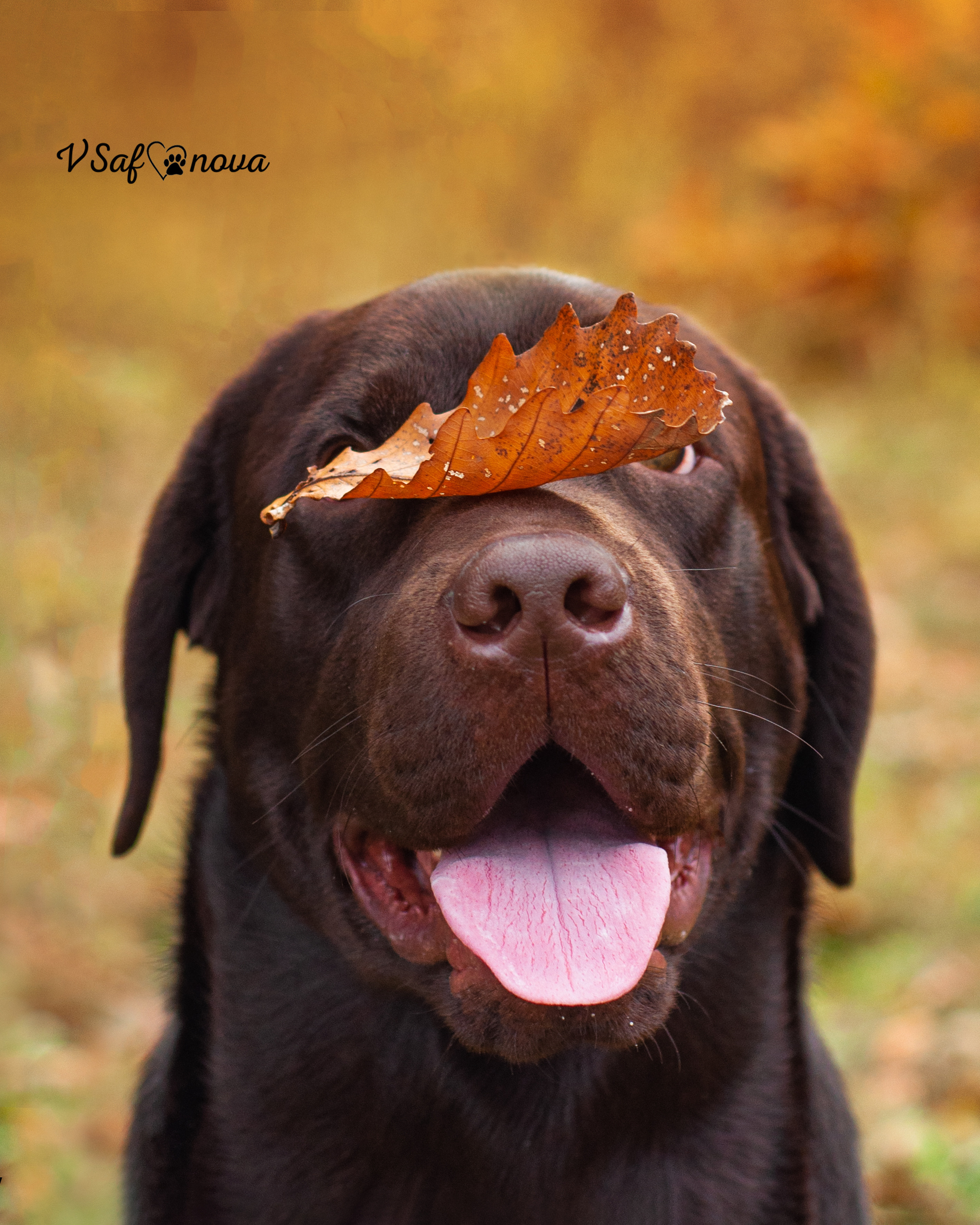 INFO. Фотограф анималист Благовещенск. Сафонова Виктория