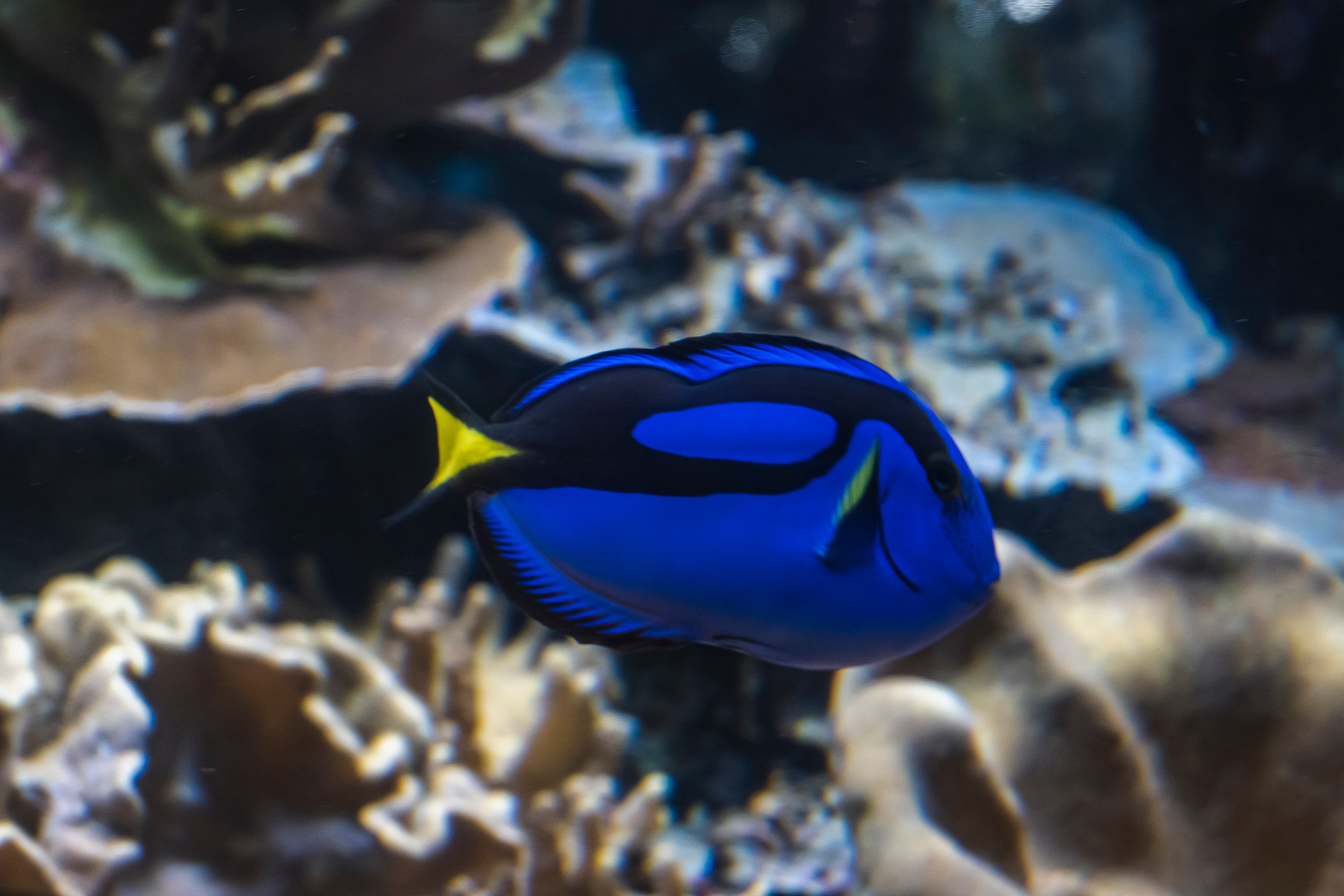 Москвариум. Фотограф Роман Адлер