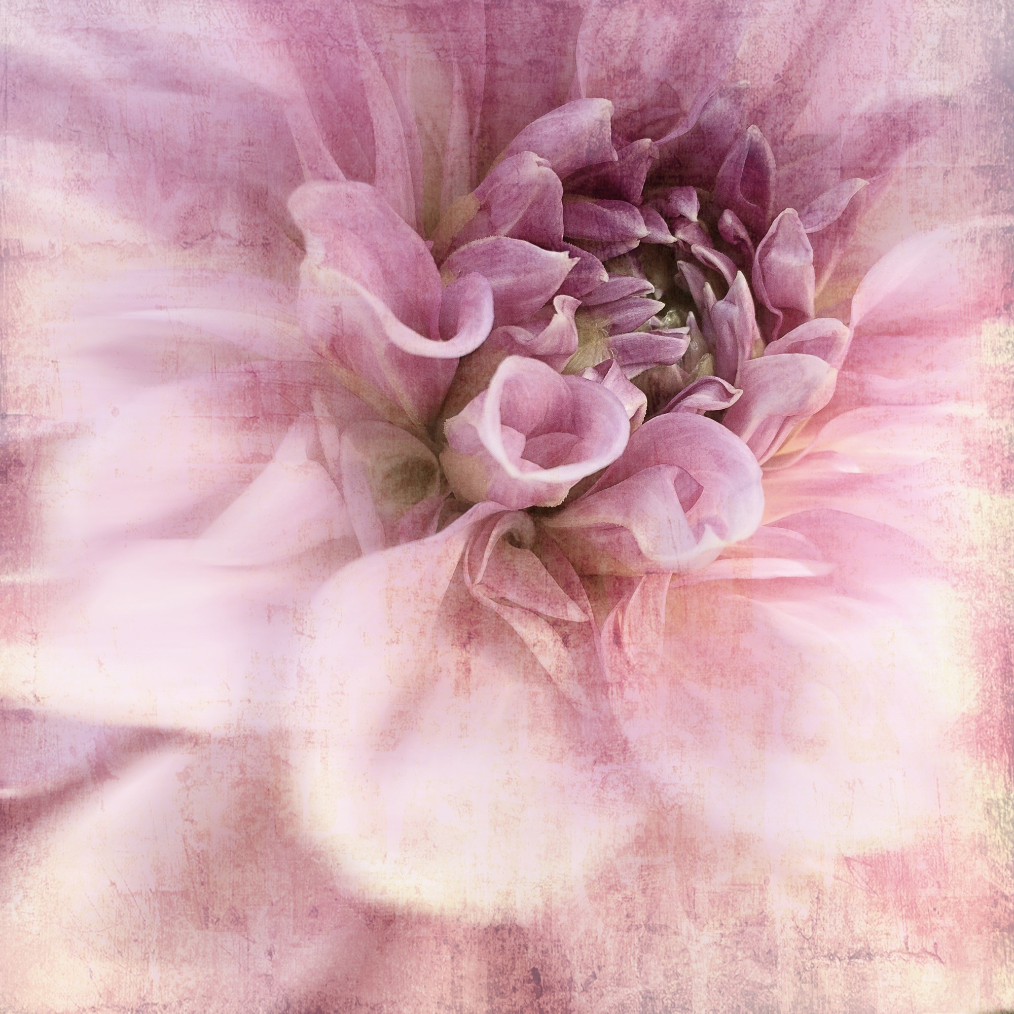 PINK VINTAGE. Eirene G | Photoartist | Flowers from my garden