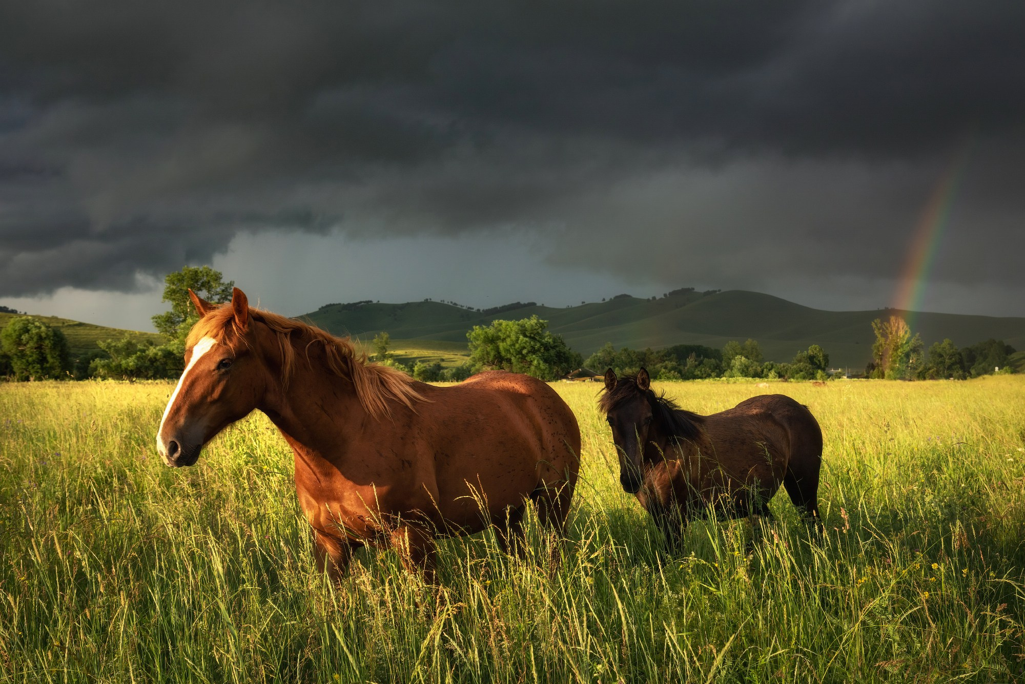 Воля. Алтайский край, Алтайский район, окрестности с. Верх-Айя, июль 2021
