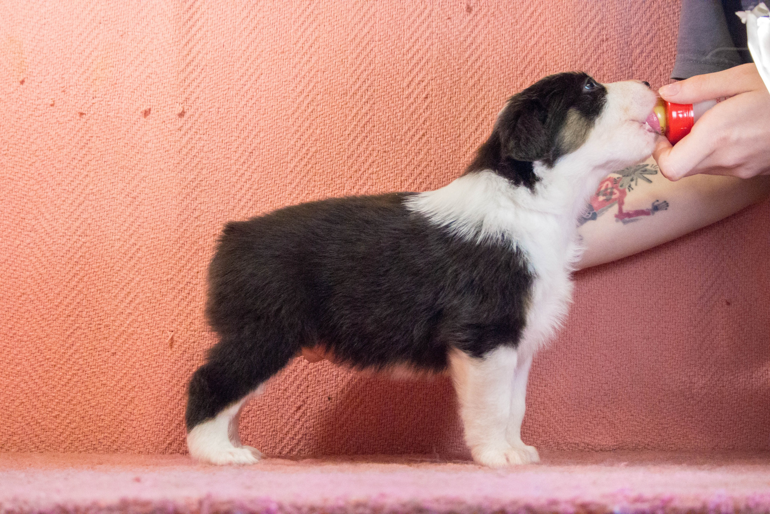 Ива. BLGKV питомник собак