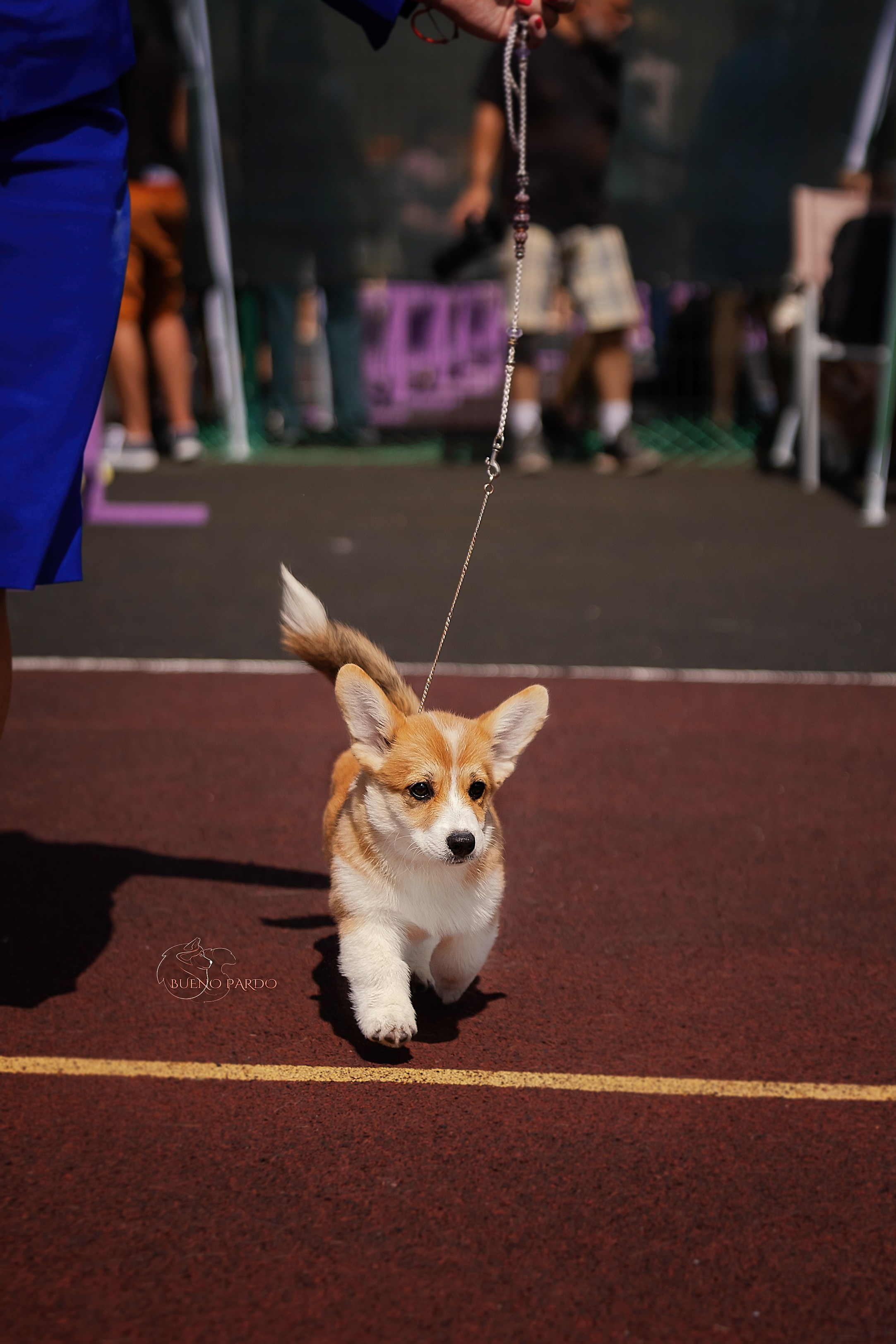 Собаки питомника Bueno Pardo. Питомник собак Акита, Хаски, Корги