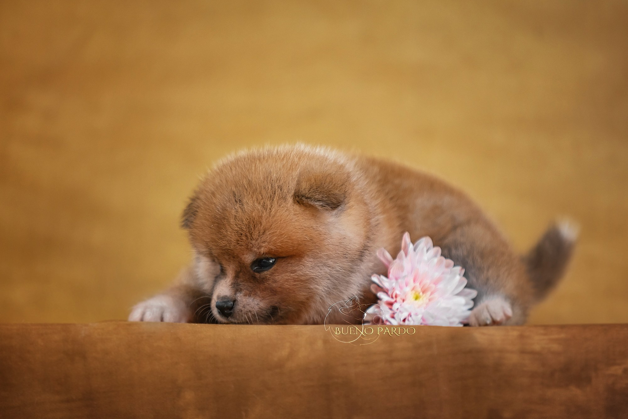 Щенки японской акита ину из питомника. Питомник собак Акита, Хаски, Корги