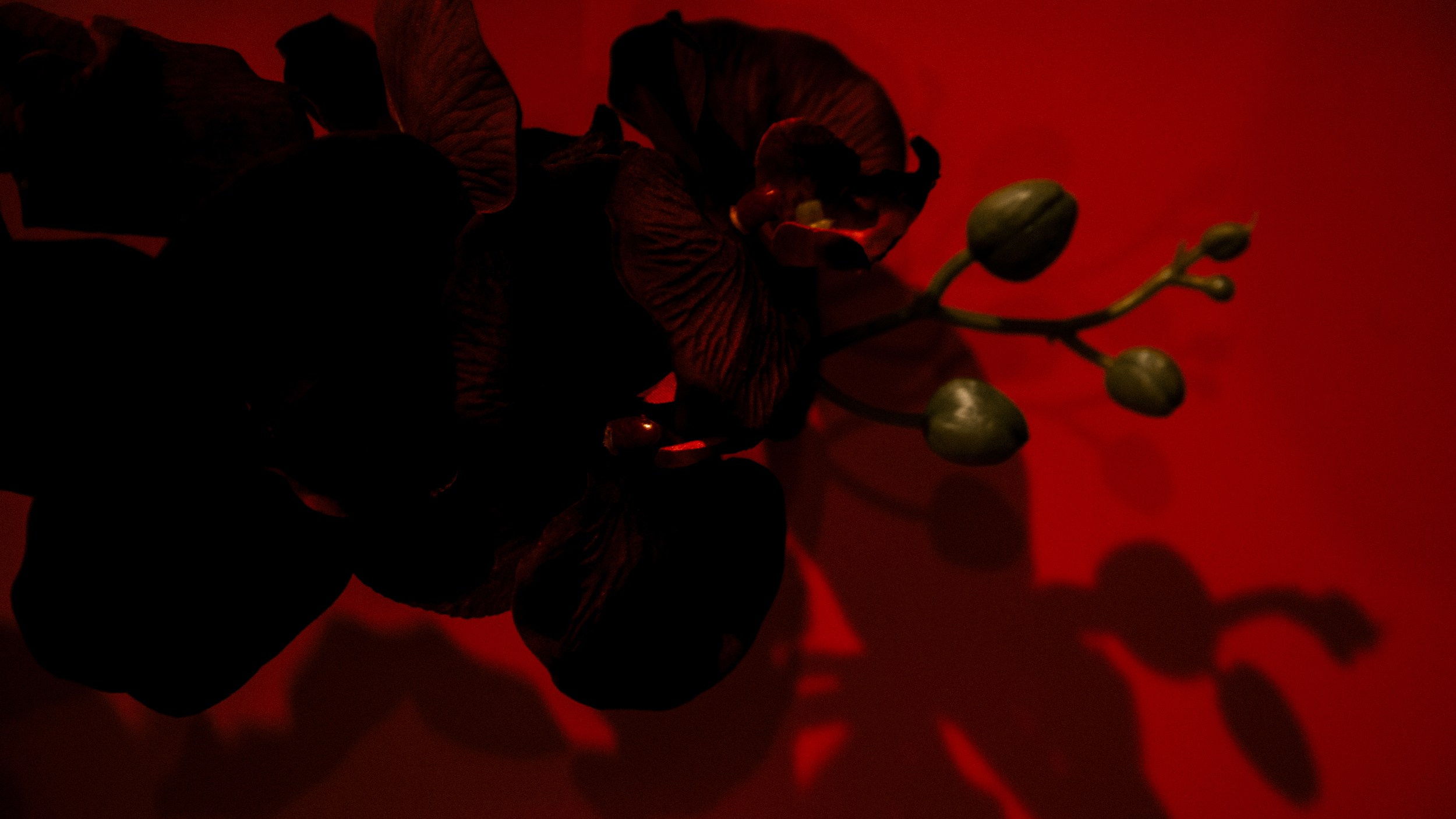 1. Рубедо. Репортажный и портретный фотограф во Владимире Сергей Кравцов