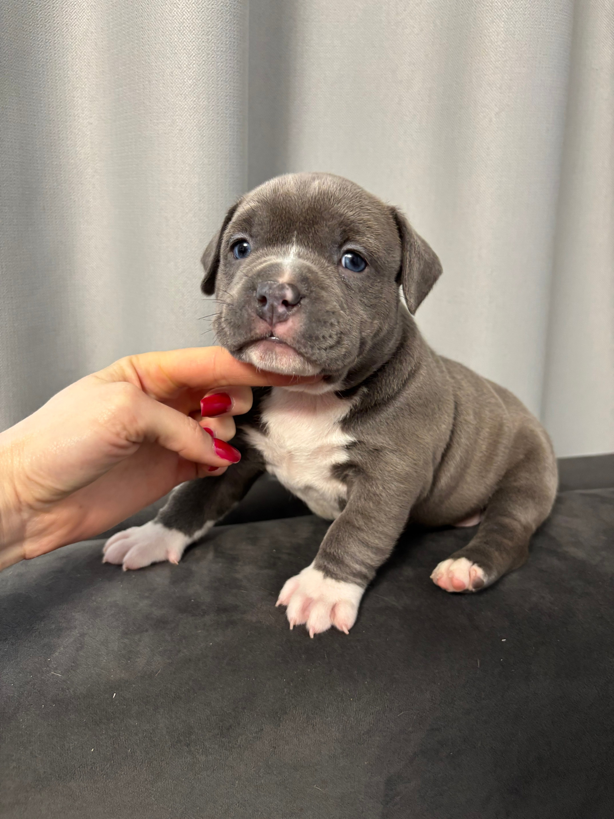 Помет Рич и Дося 04.02.25. Американский Булли в г. Ростов-на-Дону. Питомник THE POWER OF SIBERIA