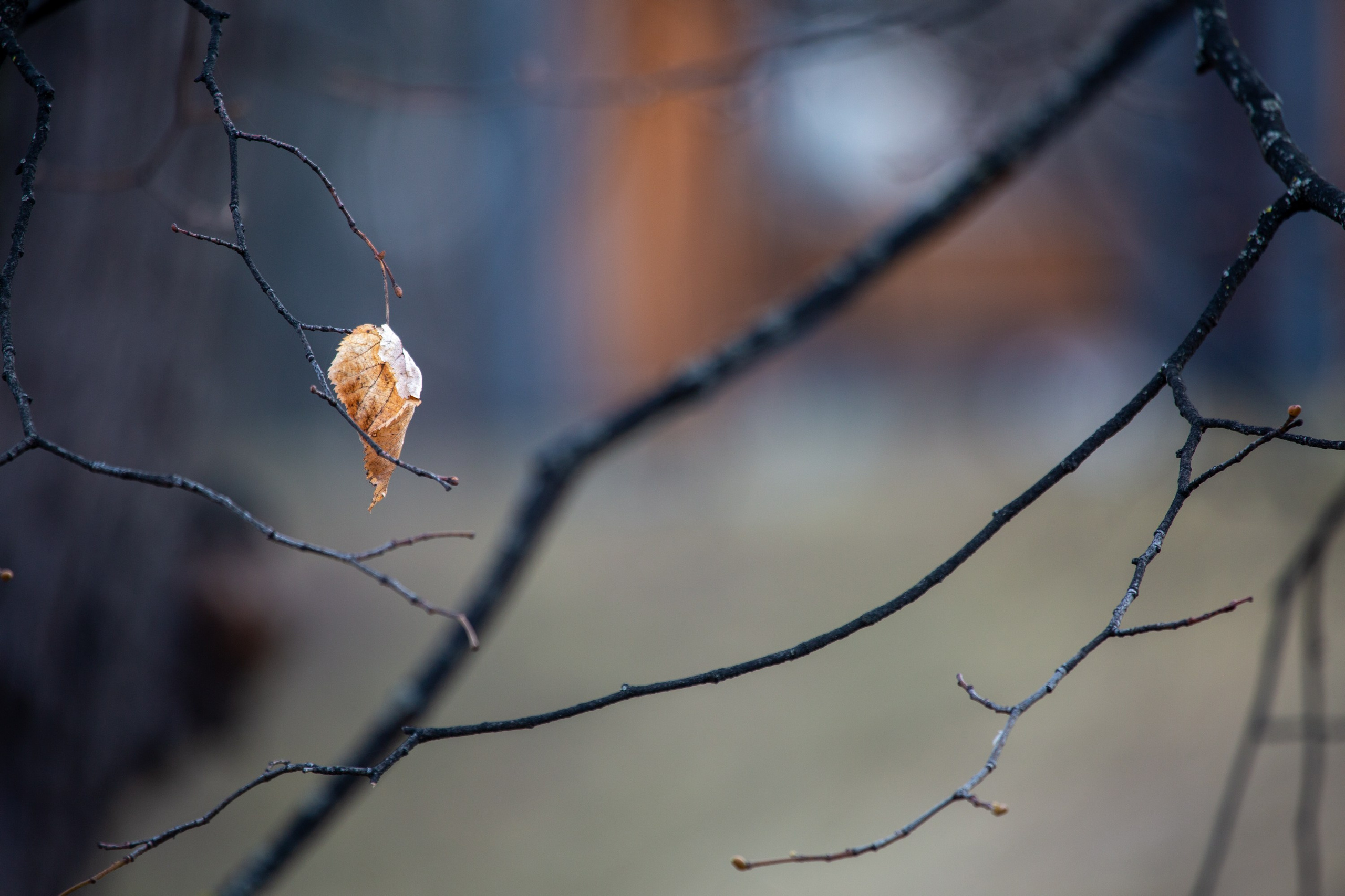 Весенняя фотопрогулка. Главная