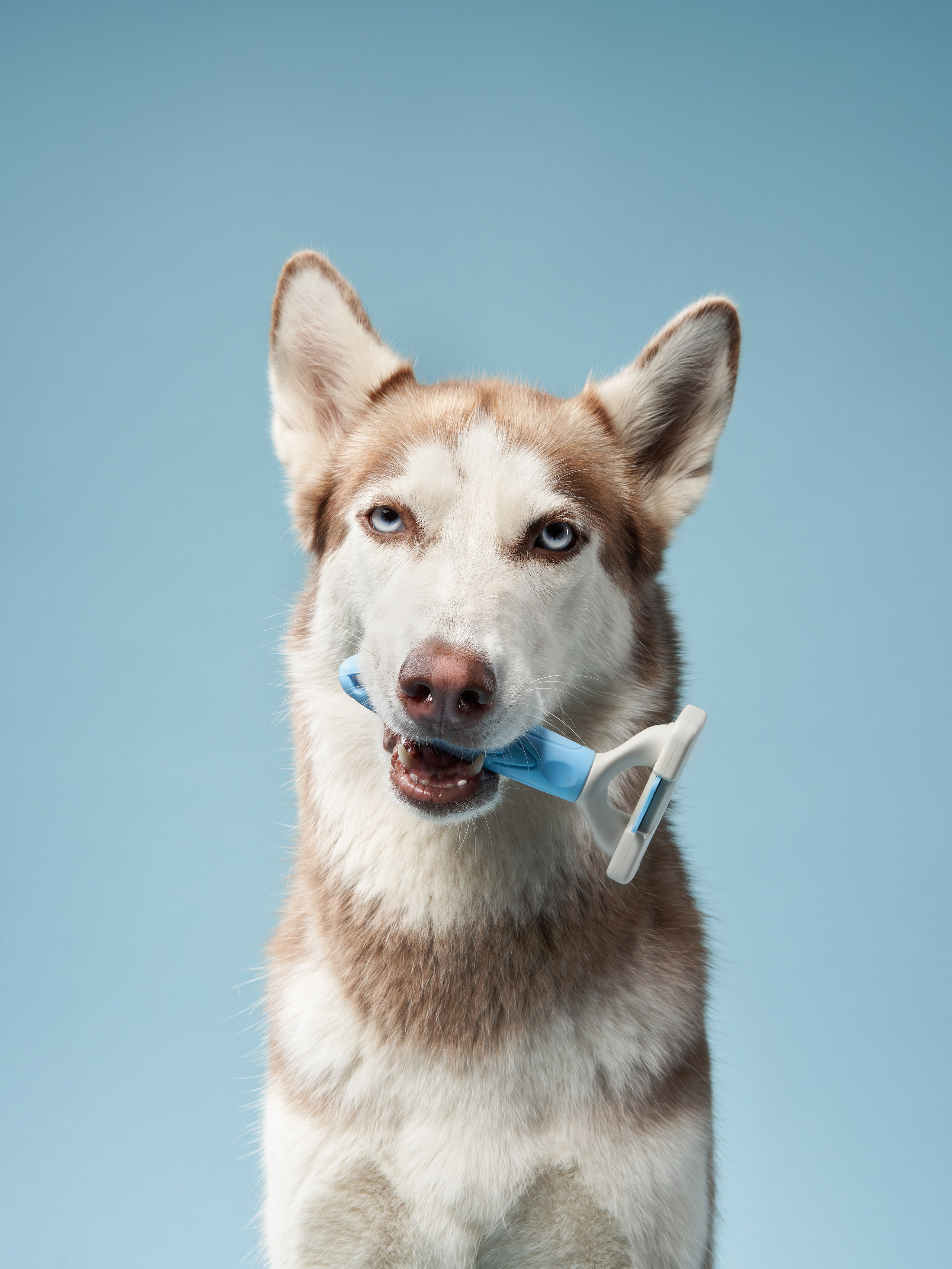 Pet Advertising Photography | Commercial Shoots with Dogs & Cats. Dog photographer Averianova Anna — Art photography of dogs