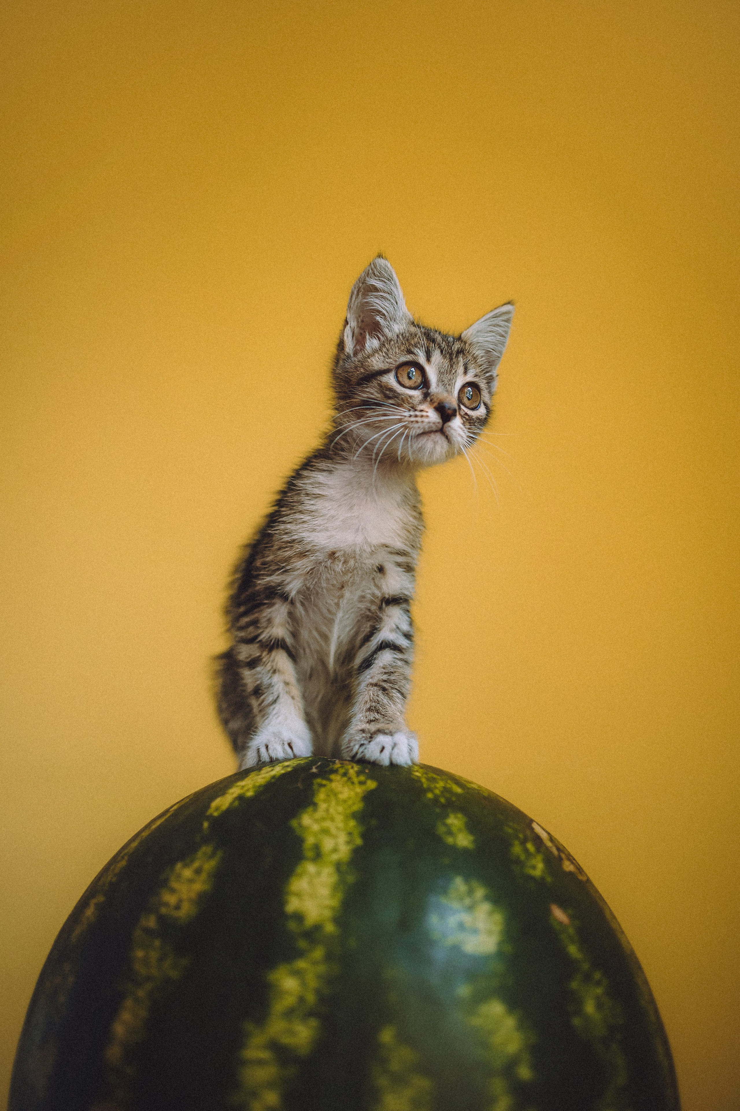 Более 30 идей для фотосессии с котенком