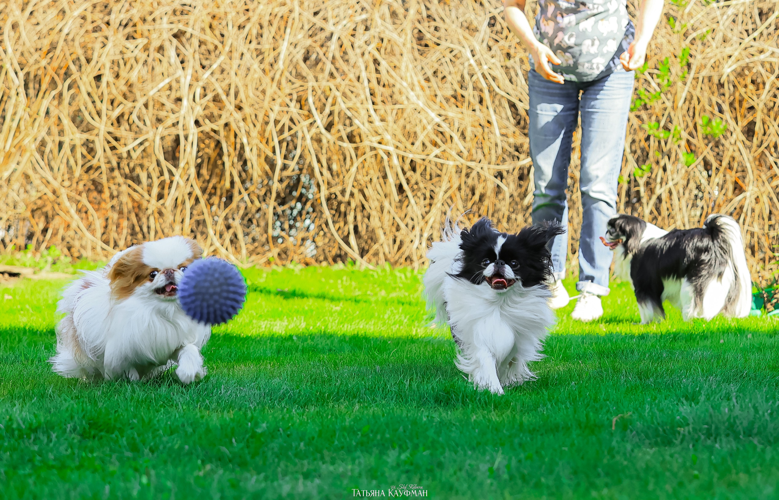 Японский хин, фотография японский хин, собака в цветах, красивая собака, фотограф анималист, фотокурс Анималистика, научиться фотографировать собак, фотограф Новосибирск