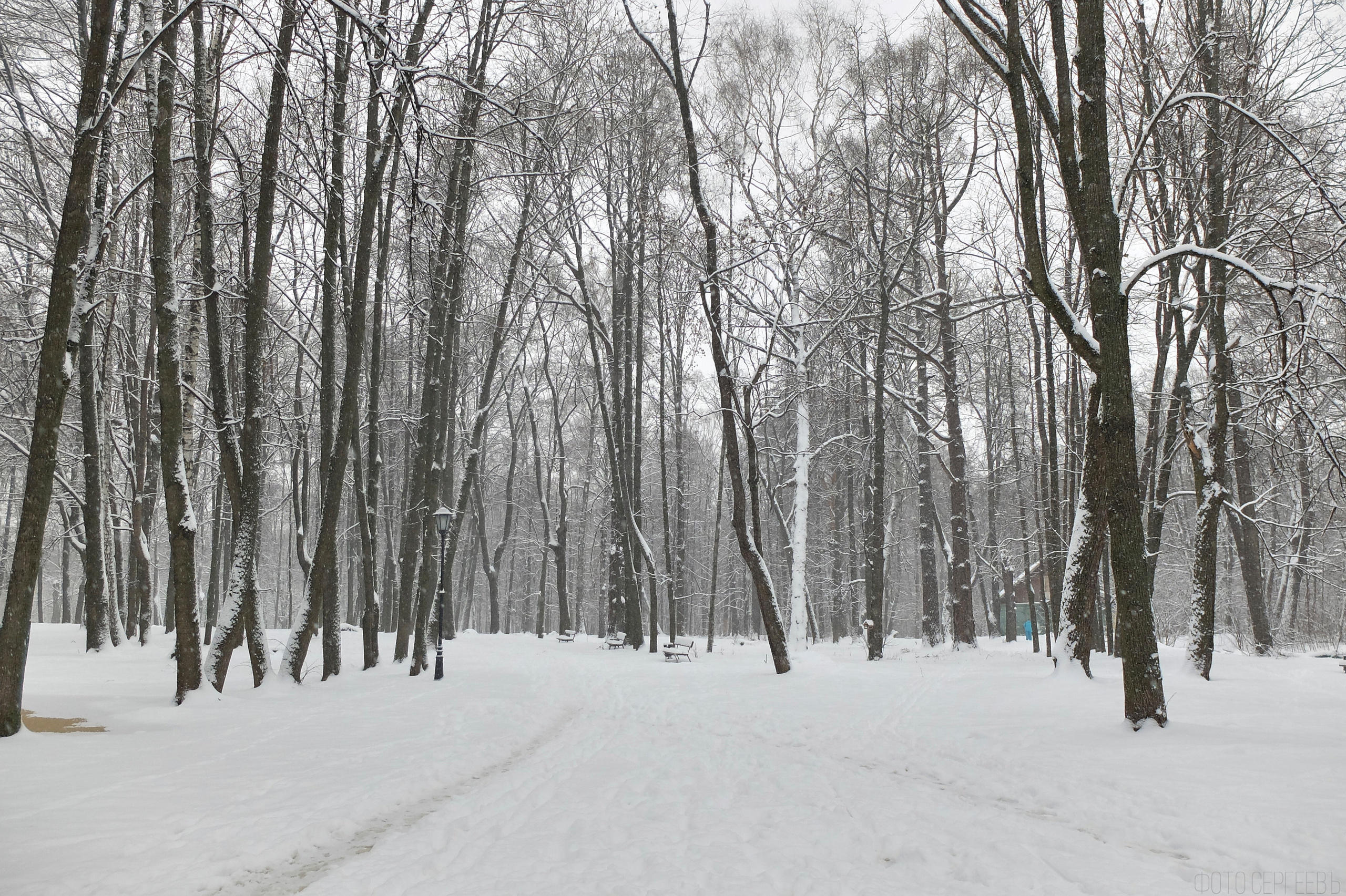 Кафе Иду лесом Братцево Fujifilm X-20