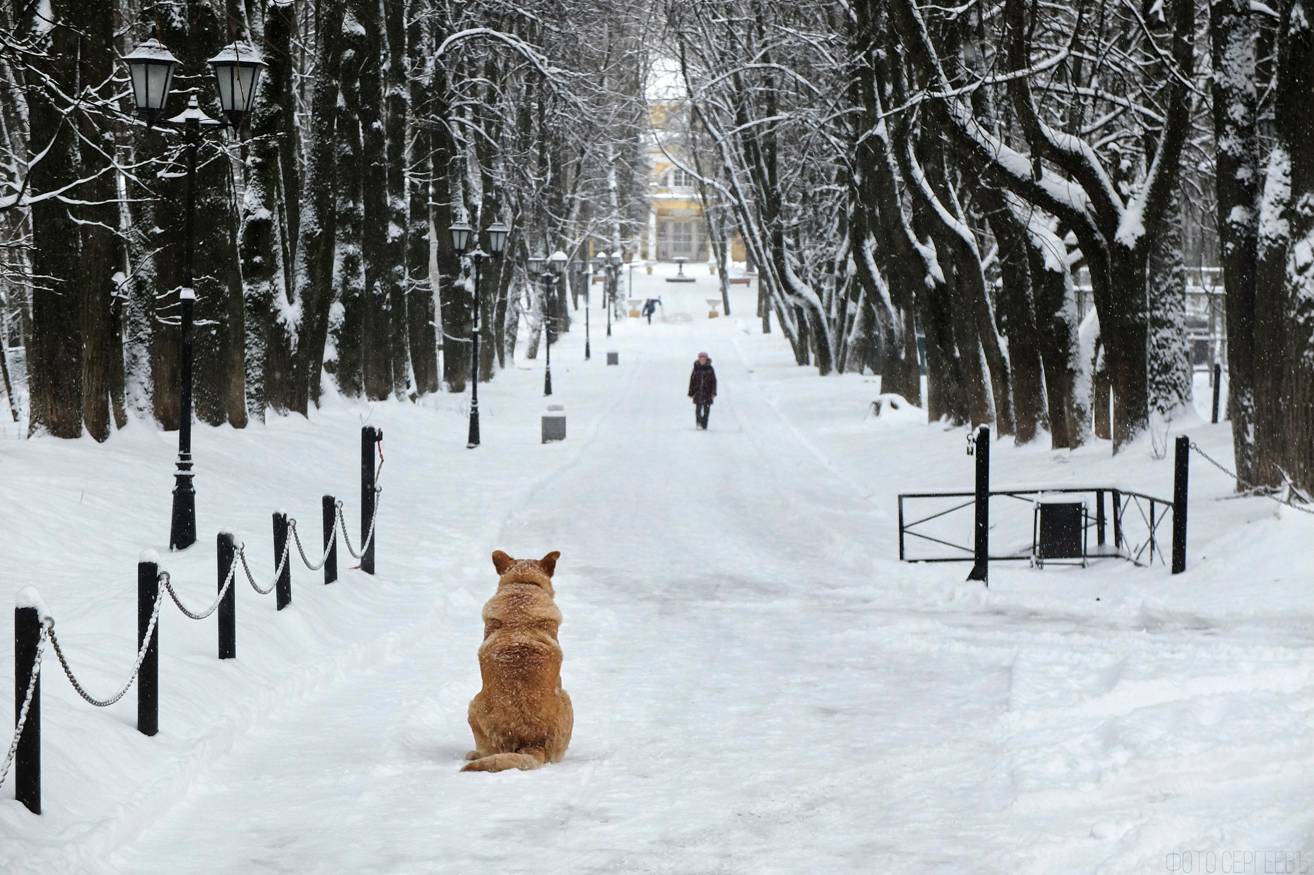 Кафе Иду лесом Братцев Fujifilm X-20
