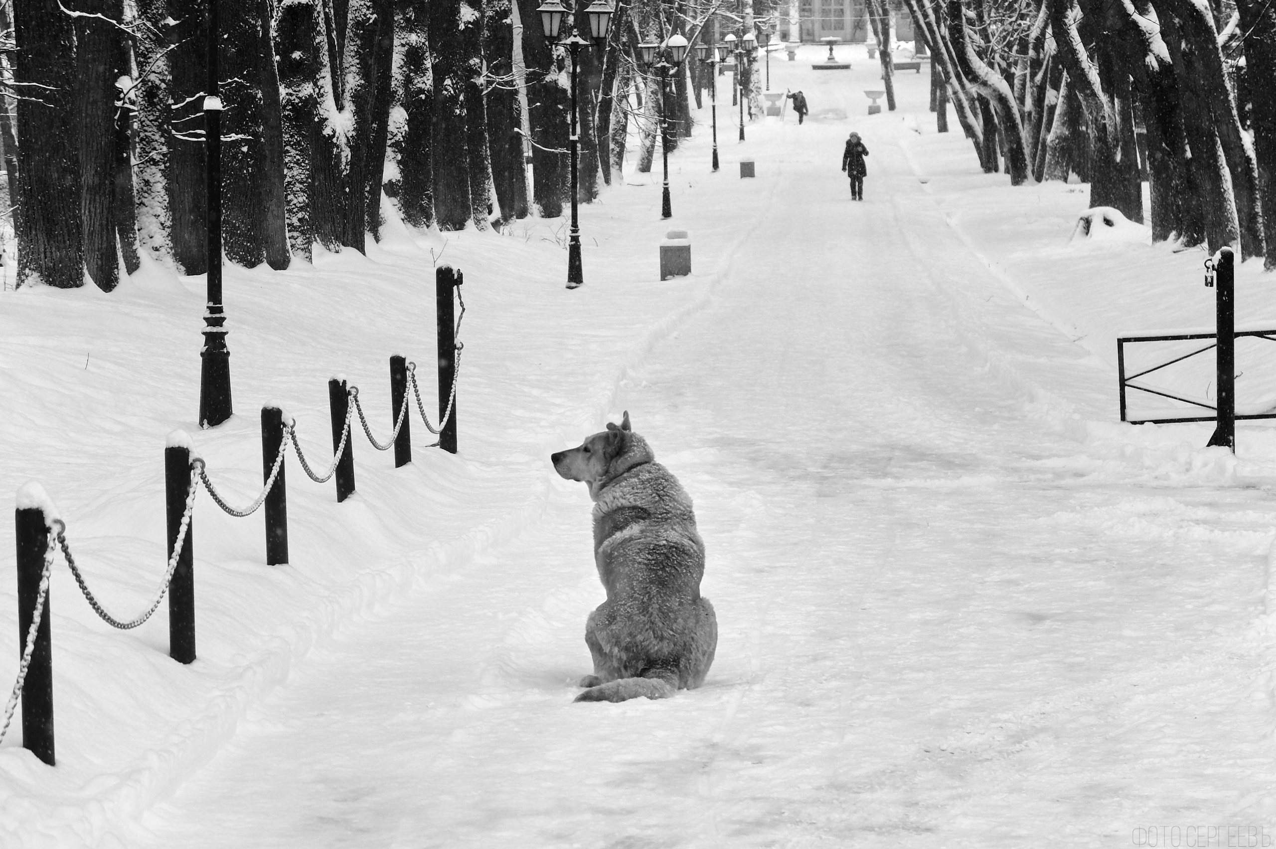 Кафе Иду лесом Братцево Fujifilm X-20