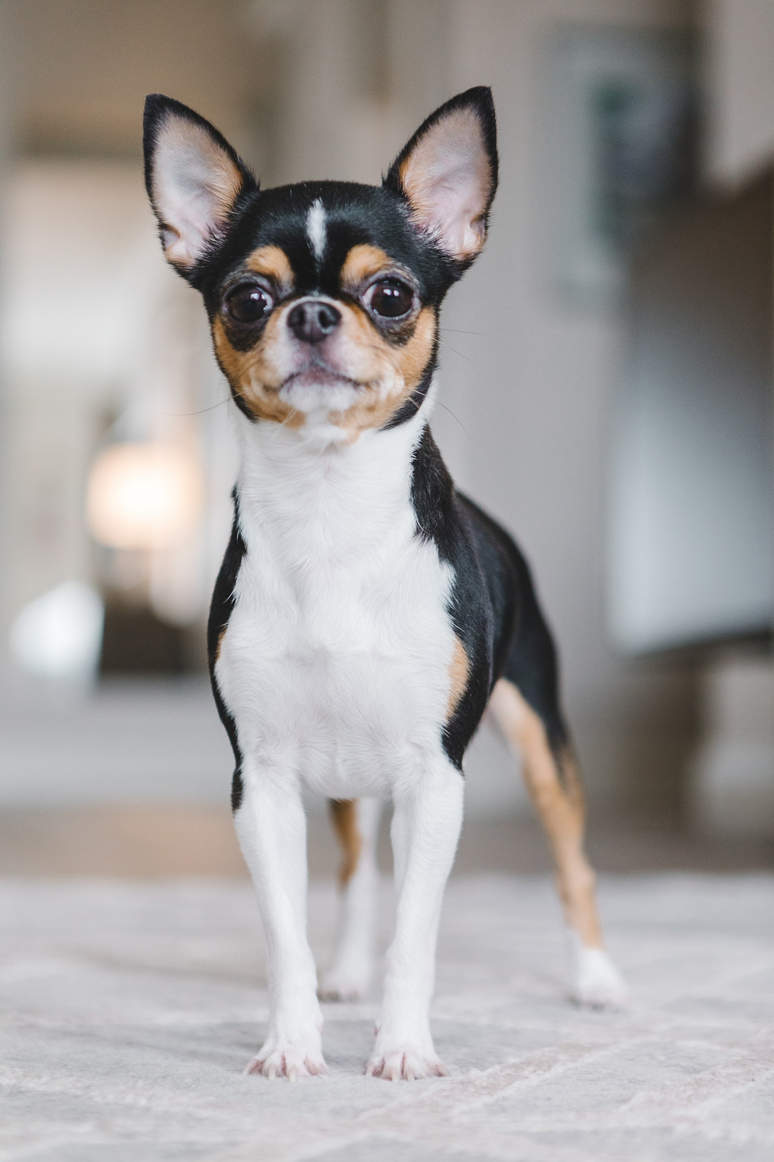 фотосессия с собакой, фото собаки