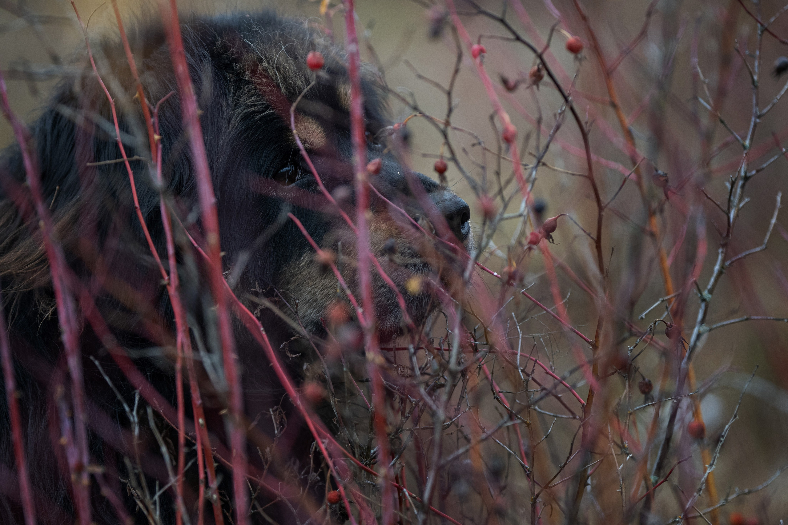 Мои Злата и Фред. -