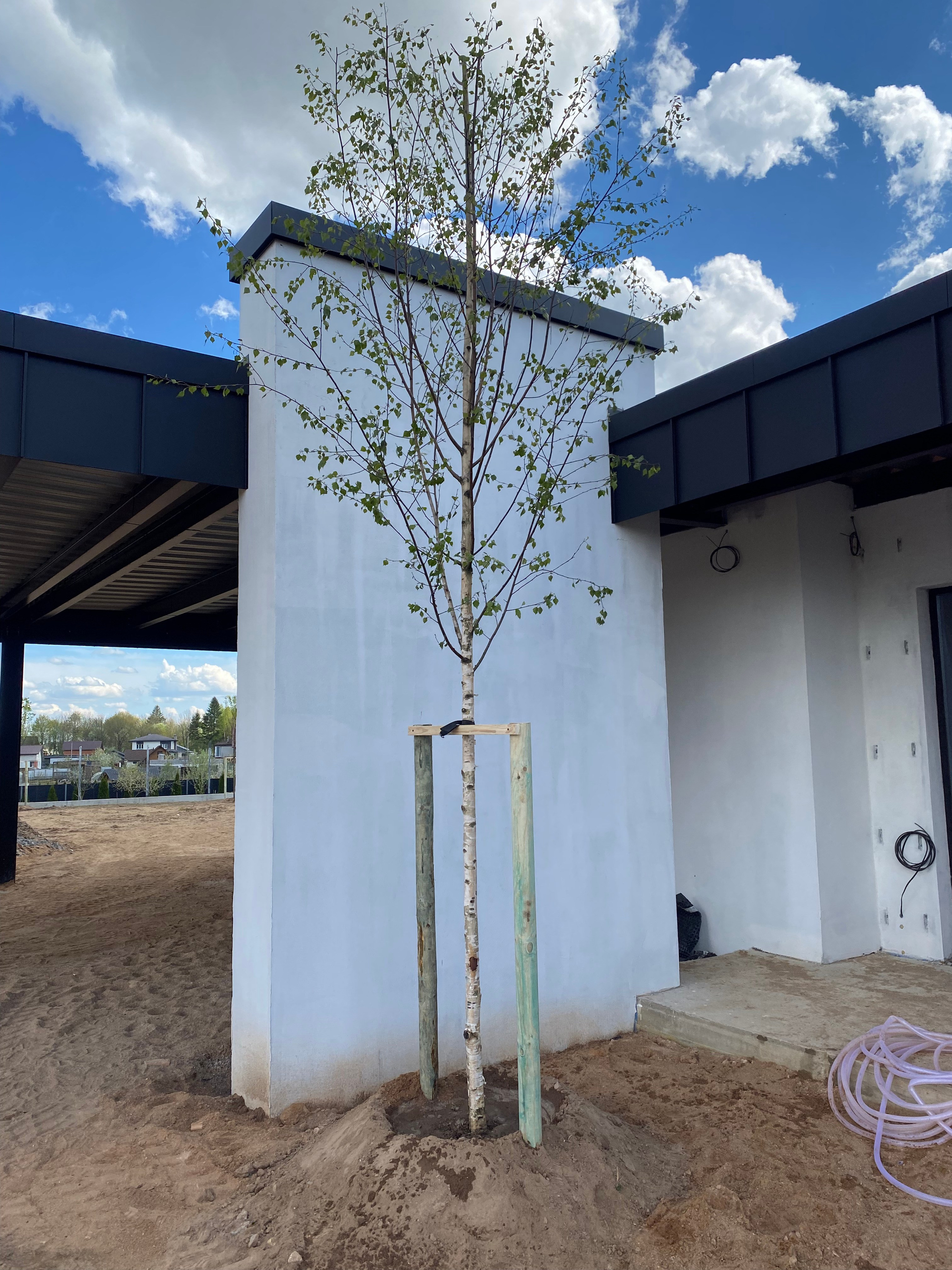 Посадки крупномеров. LA. Ландшафтный дизайн в Минске и Гродно