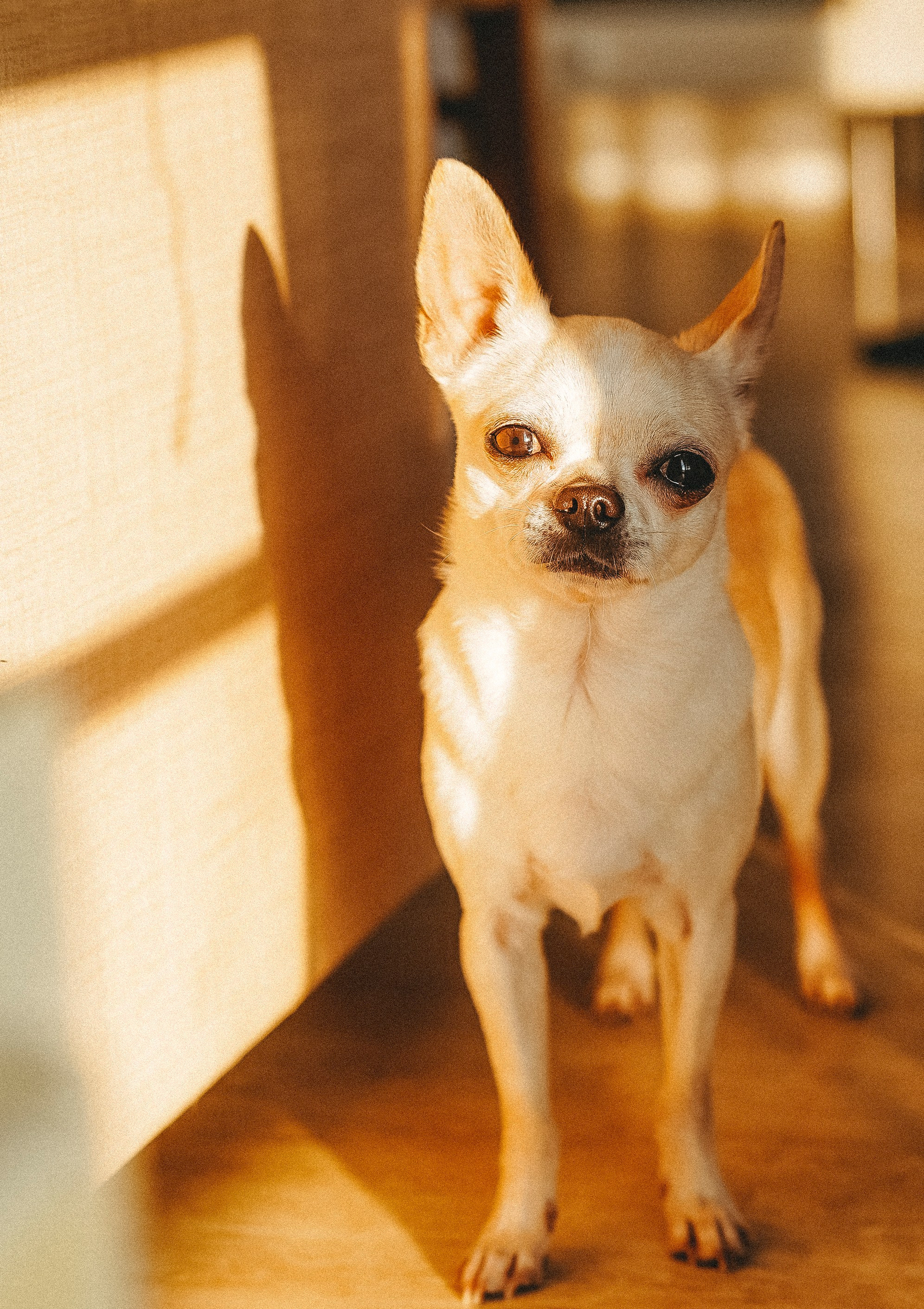 Портфолио собаки, фотограф Олеся Майрова. Фотограф анималист в Спб недорого Олеся Майорова