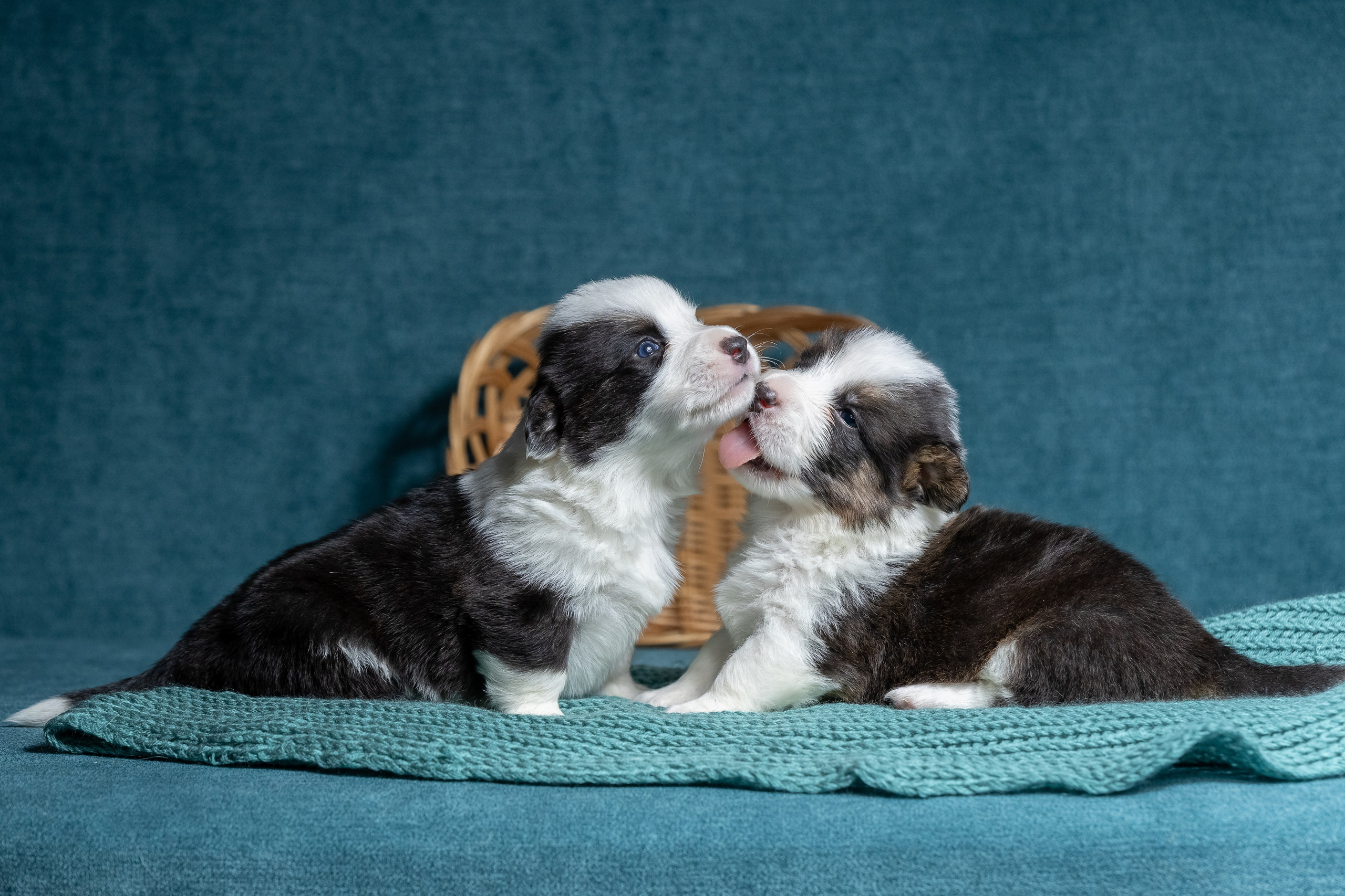 Купить щенка вельш корги кардиган из питомника Ice Fantasy. Купить щенка Вельш-корги-кардиган в семейном питомнике — Ice Fantasy