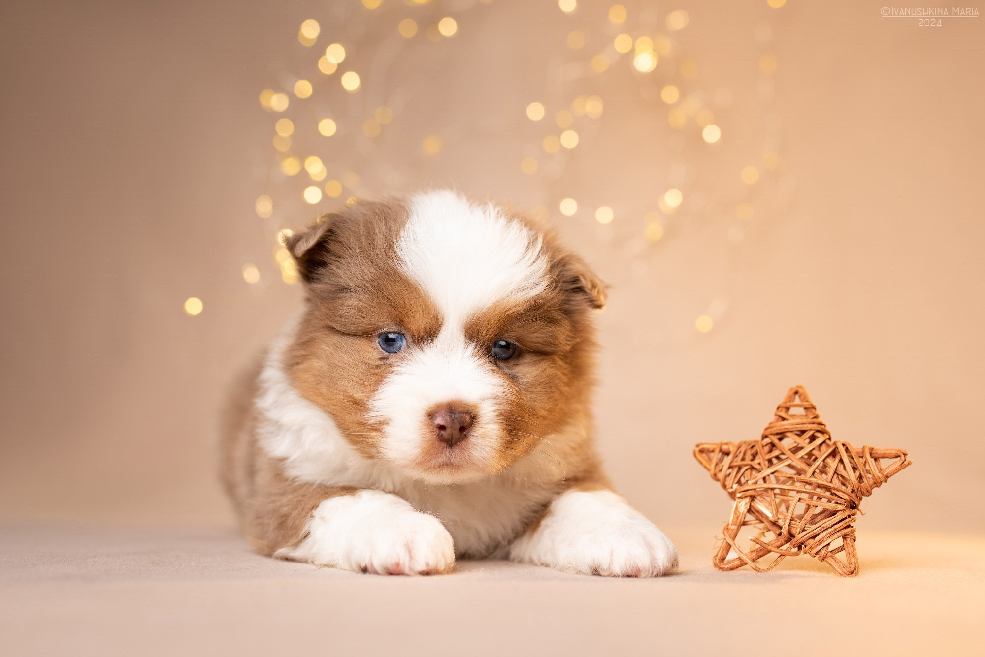 Фотосессия щенков на фонах. Фотограф собак в Москве и Московской области Иванушкина Мария