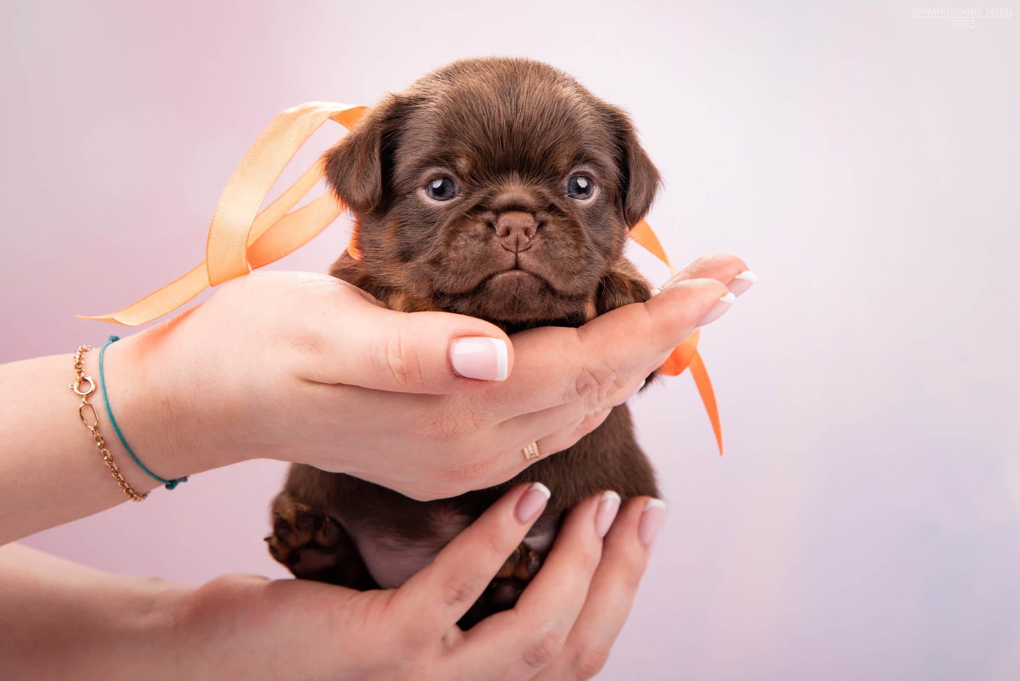 щенок на ладошке