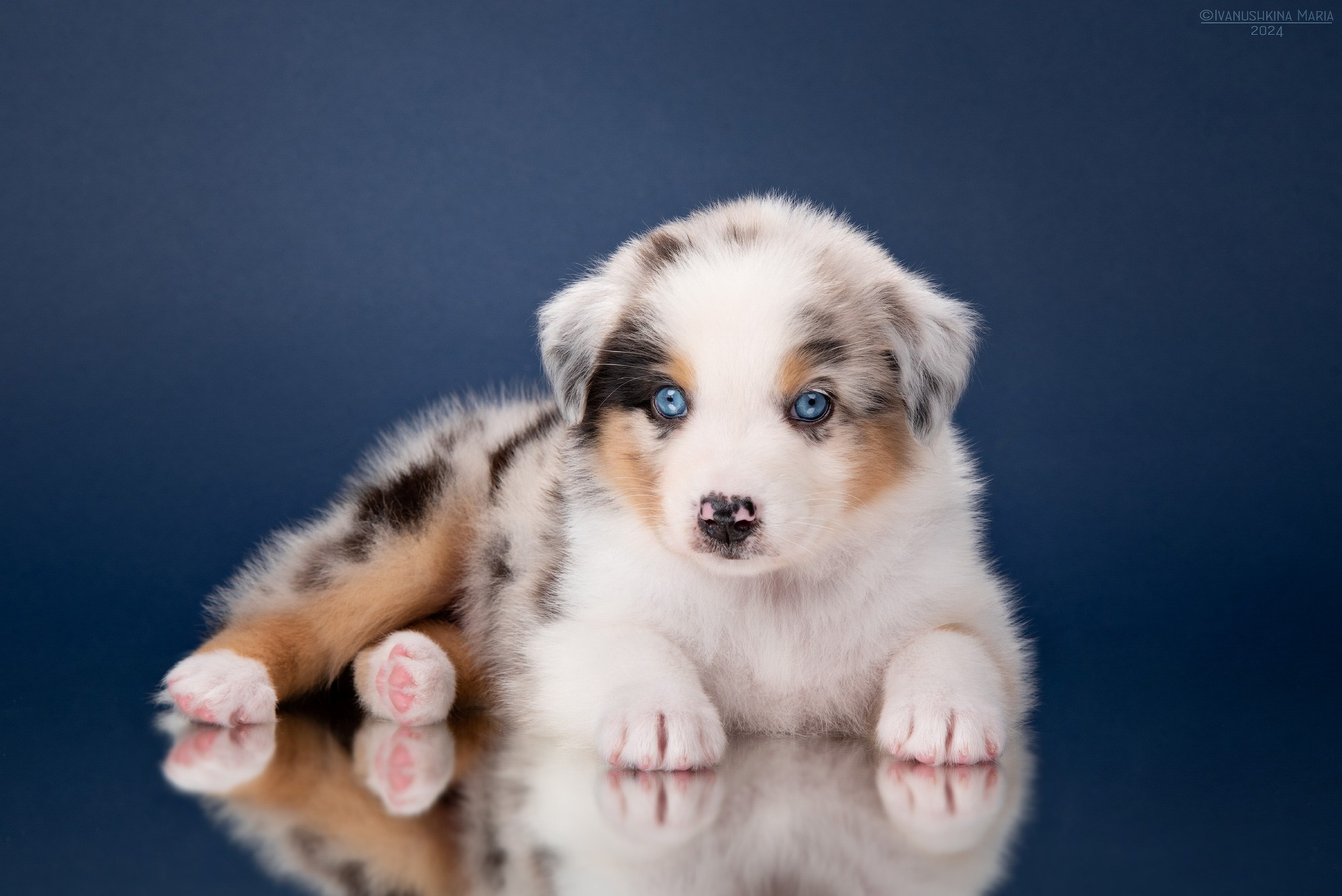 Фотосессия щенков на фонах. Фотограф собак в Москве и Московской области Иванушкина Мария