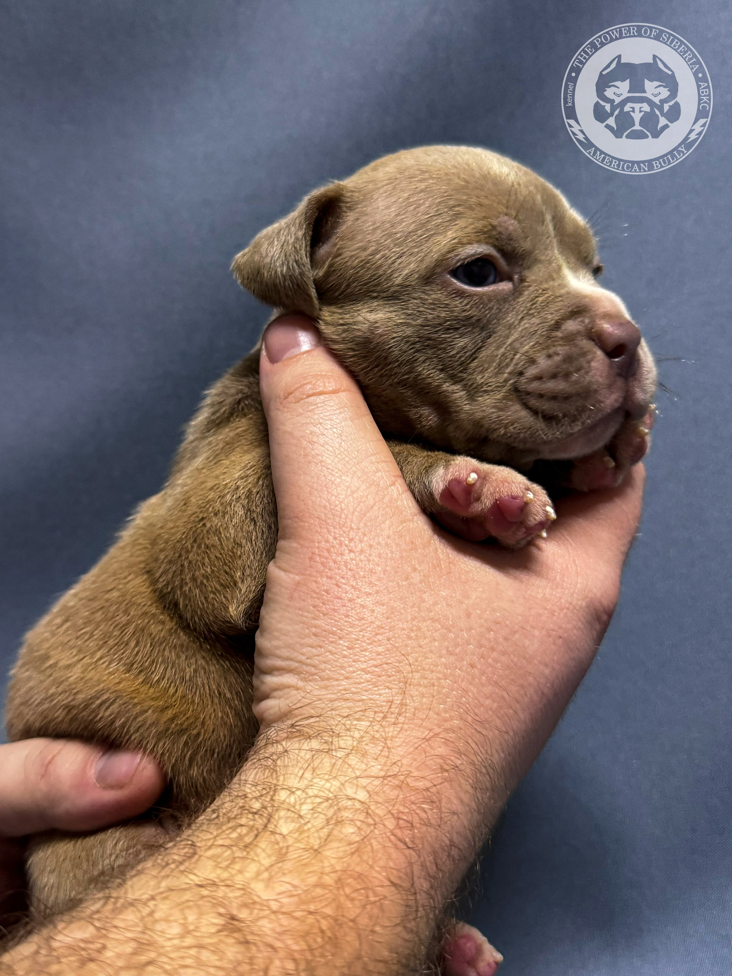Все свободные щенки. Американский Булли в г. Ростов-на-Дону. Питомник THE POWER OF SIBERIA