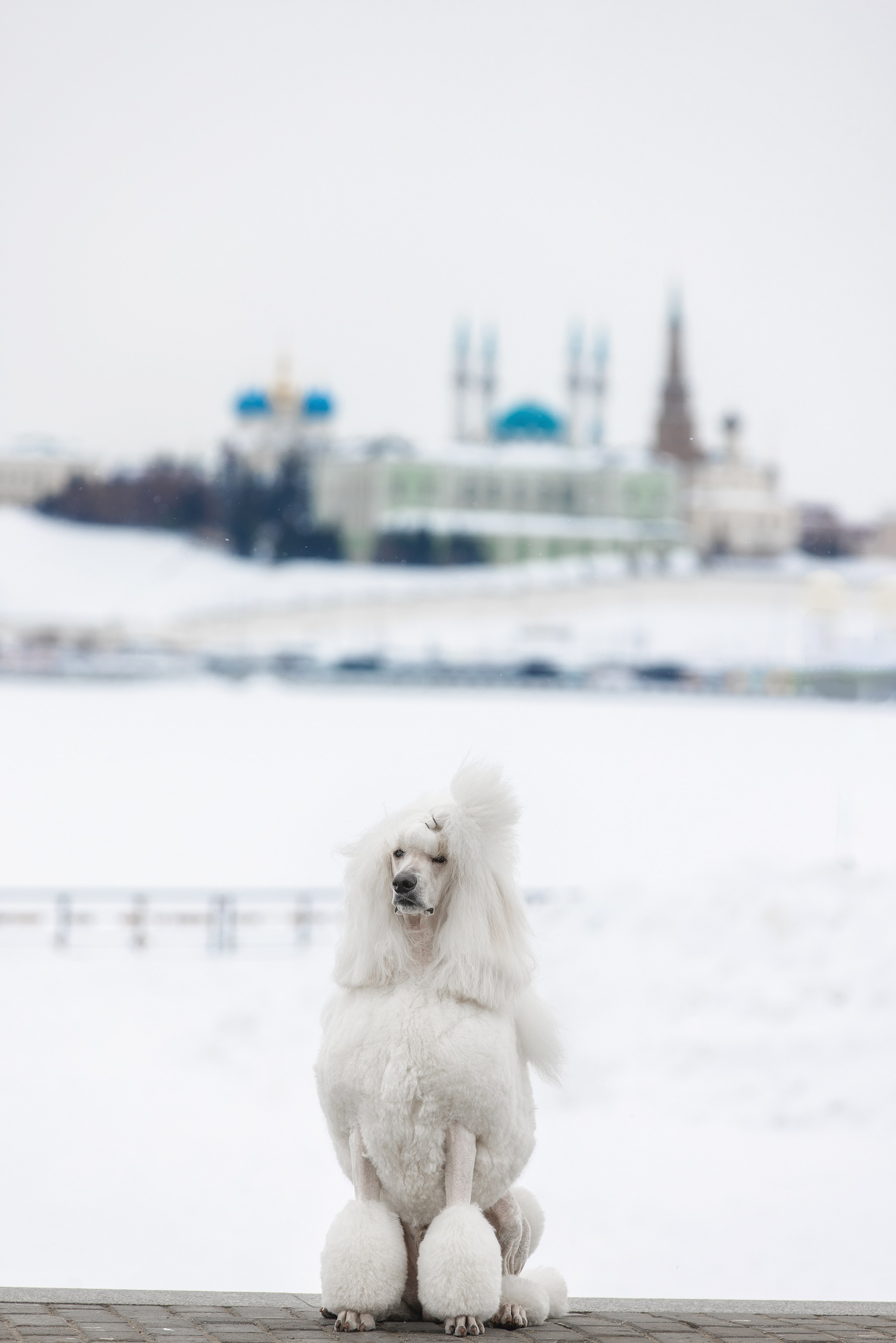 Фотограф Алена Звездина