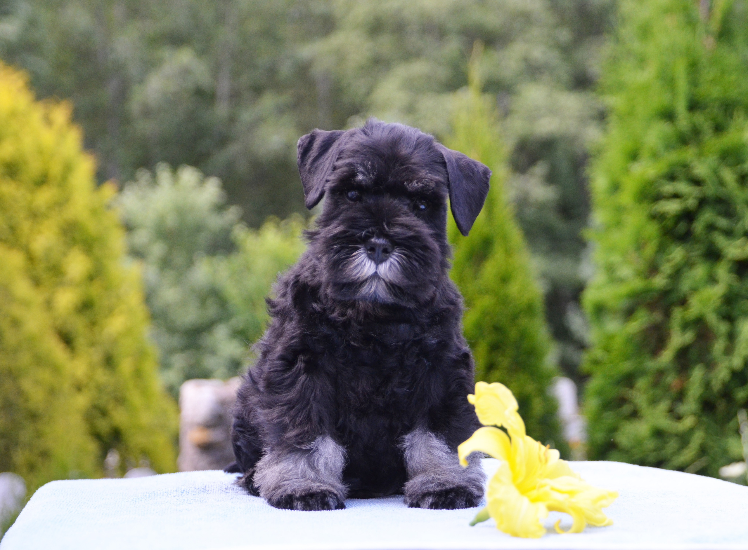 #цвергшнауцер #щенокцвергшнауцера #питомникцвергшнауцеров #делинсобэлэнс